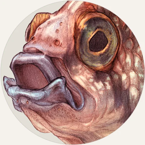 fish2.jpg