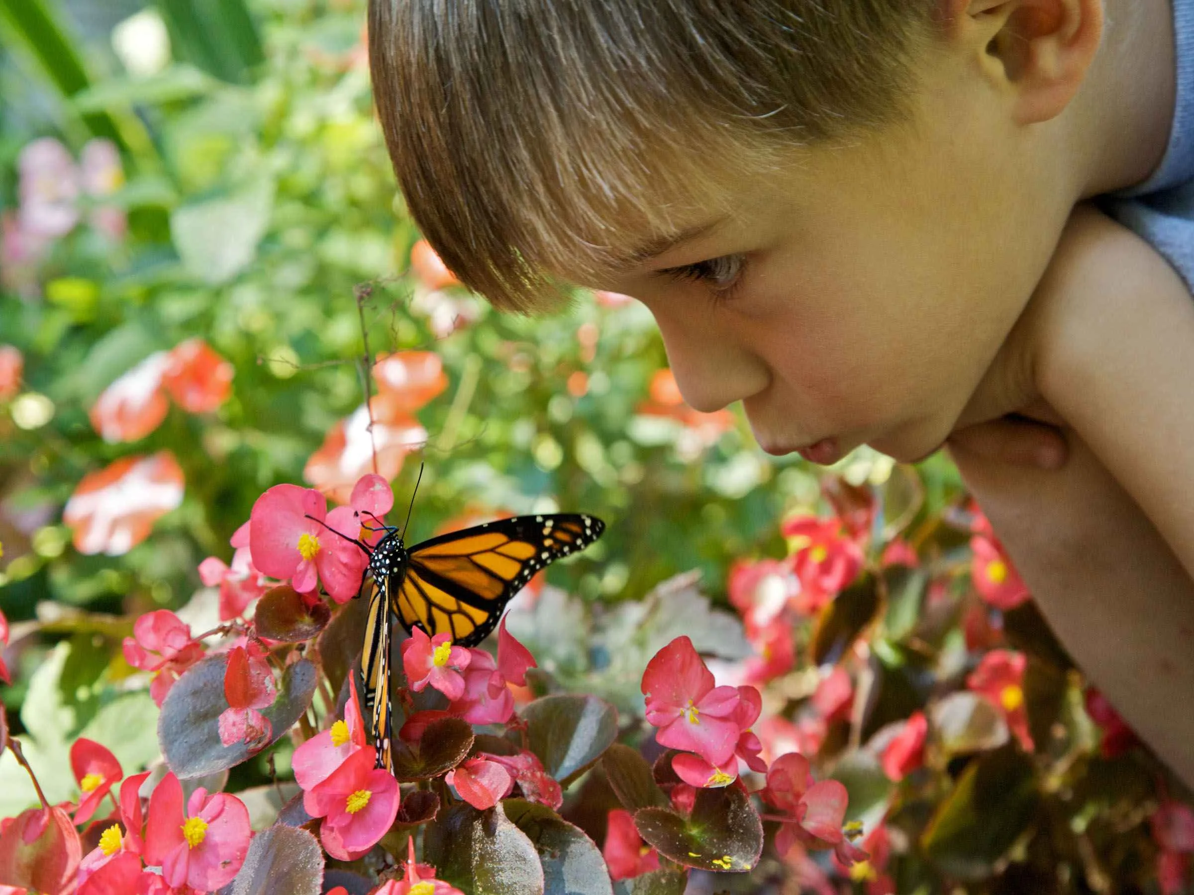 Cute_boy_face_with_butterfly.jpg