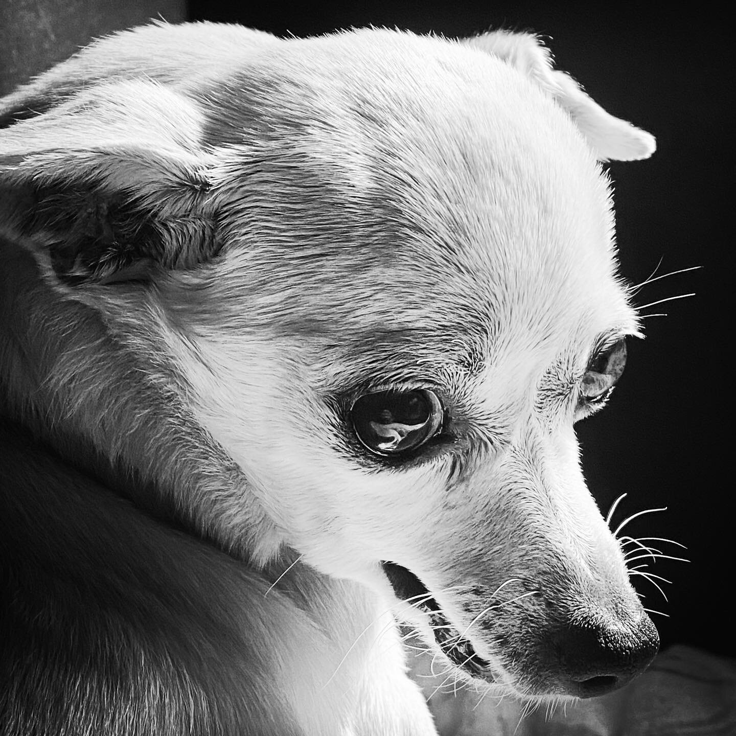 Anjou Afternoon. #chihuahua #bwphotography #dogdayafternoon #dogsofinstagram