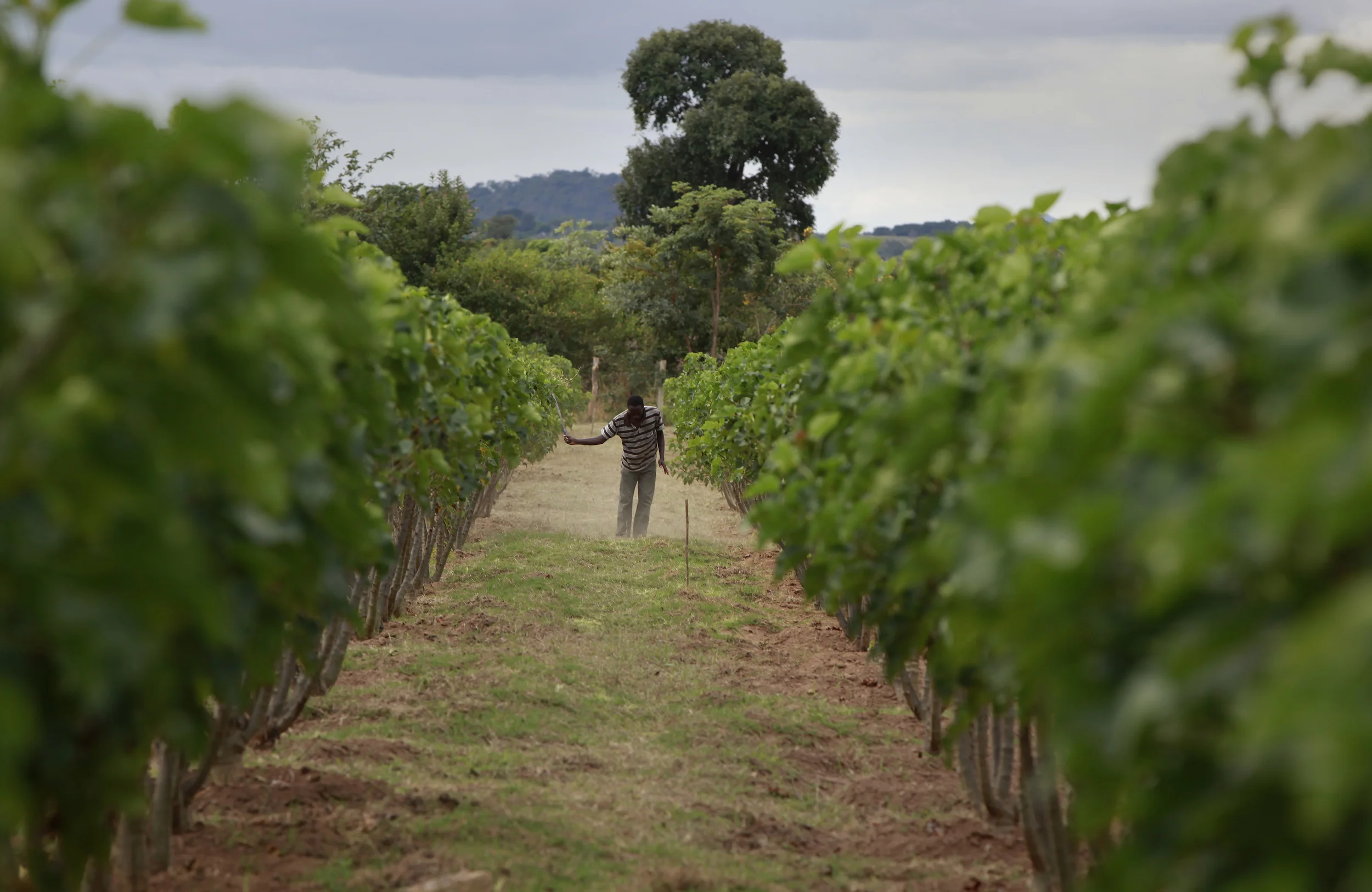  The bio-fuel plant, Jatropha, growing on a former tobacco estate in north-western Mozambique by the British company, 'Sun bio-fuels'. June 2010. 