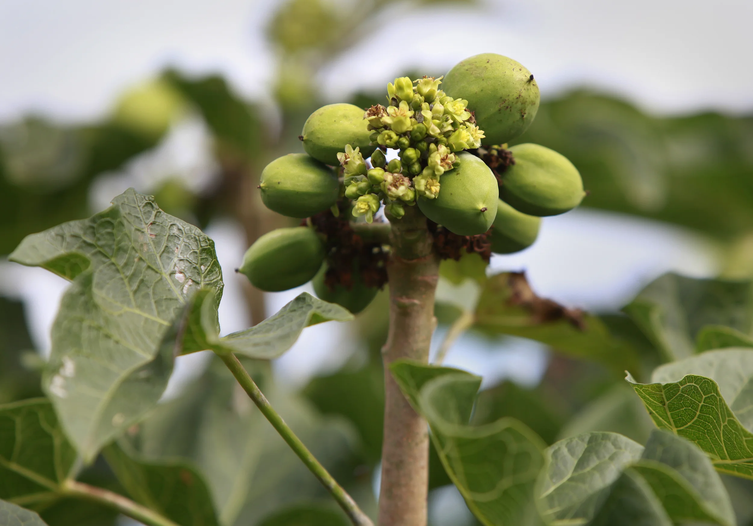  The bio-fuel plant, Jatropha, growing on a former tobacco estate in north-western Mozambique by the British company, 'Sun bio-fuels'. June 2010. 