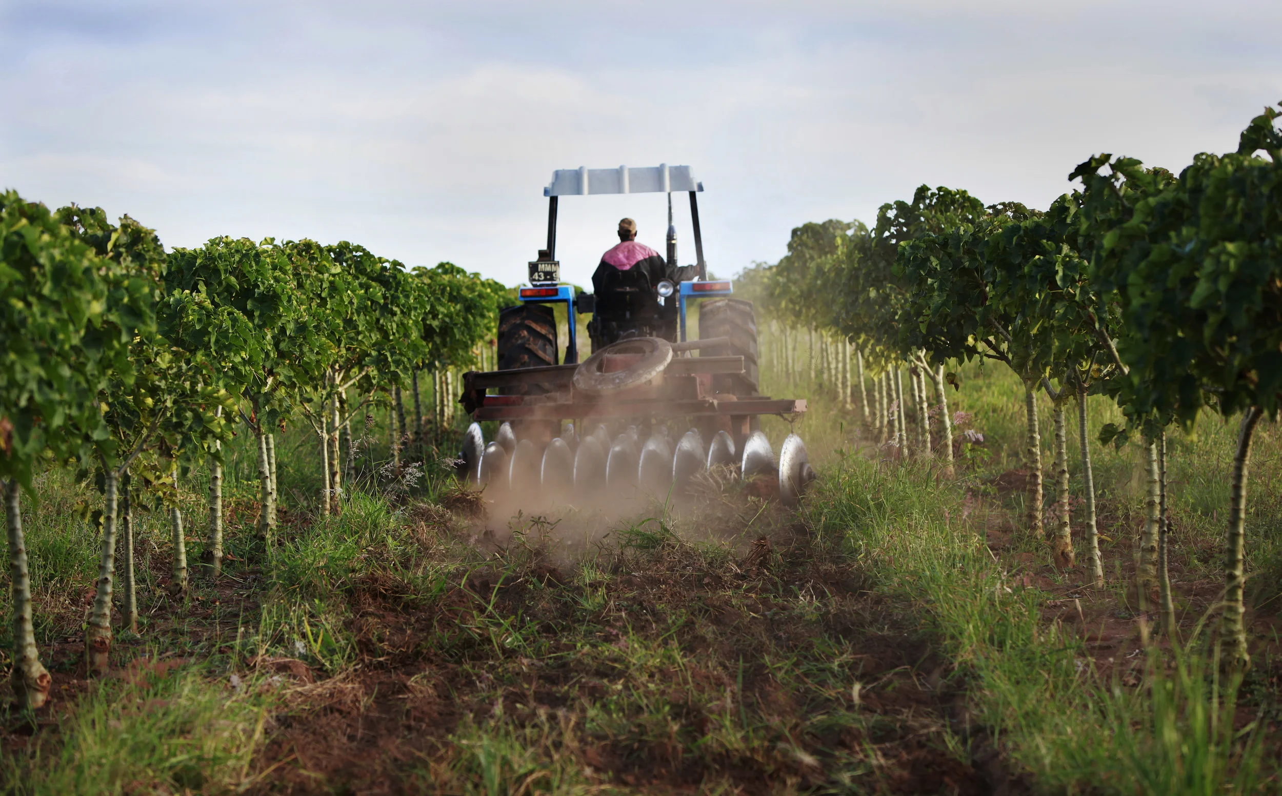 The bio-fuel plant, Jatropha, being cultivated on a former tobacco estate in north-western Mozambique by the British company, 'Sun bio-fuels'. June 2010. 