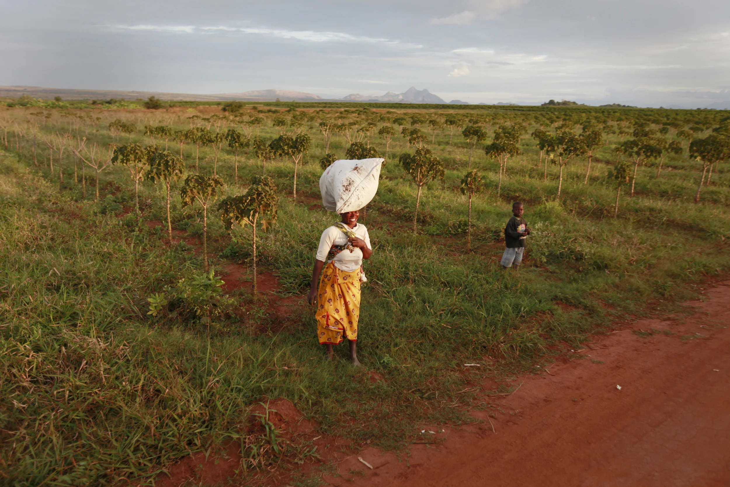  The bio-fuel plant, Jatropha, being cultivated on a former tobacco estate in north-western Mozambique by the British company, 'Sun bio-fuels'. June 2010. 