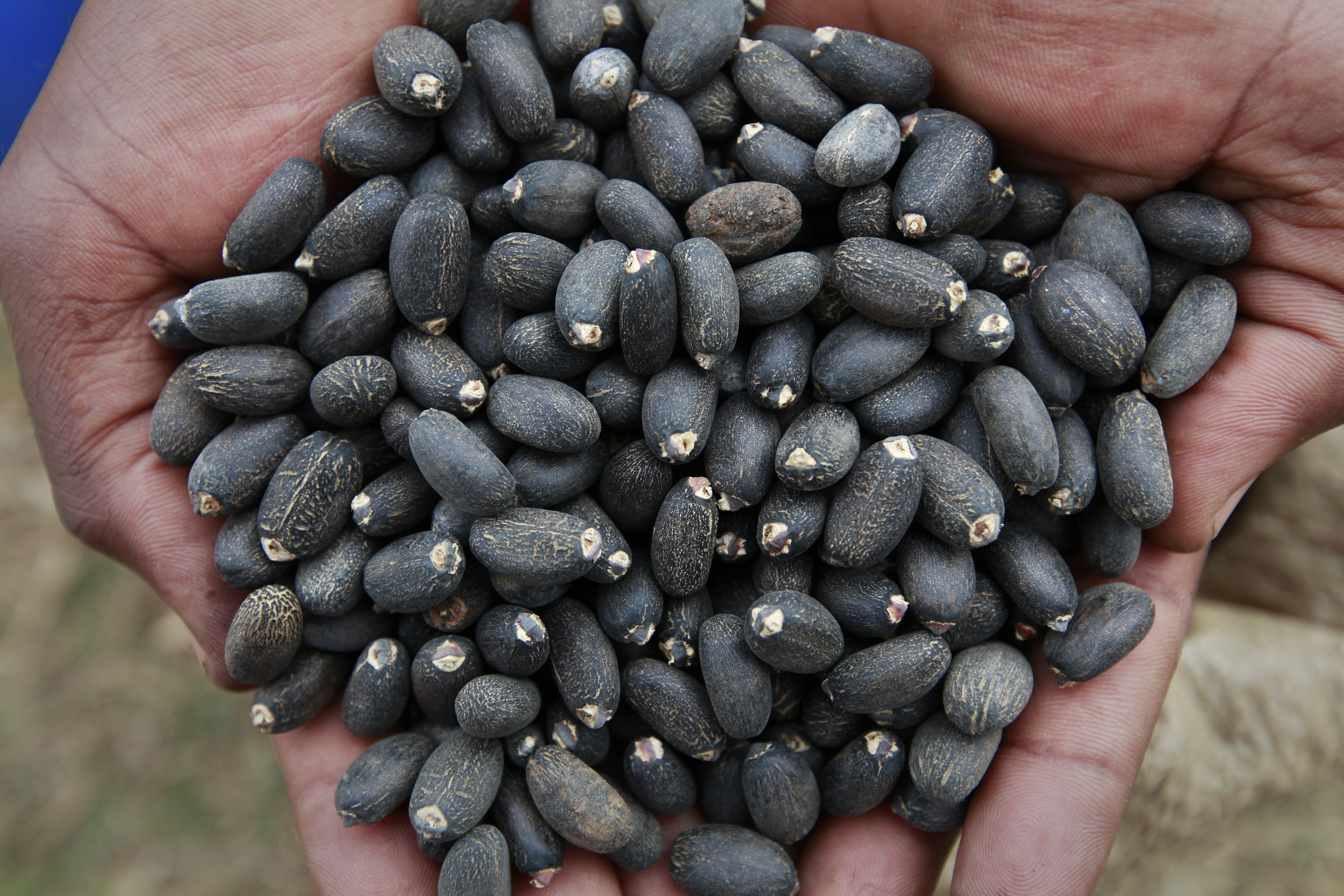  The kernel of bio-fuel plant, Jatropha, being cultivated on a former tobacco estate in north-western Mozambique by the British company, 'Sun bio-fuels'. June 2010. 