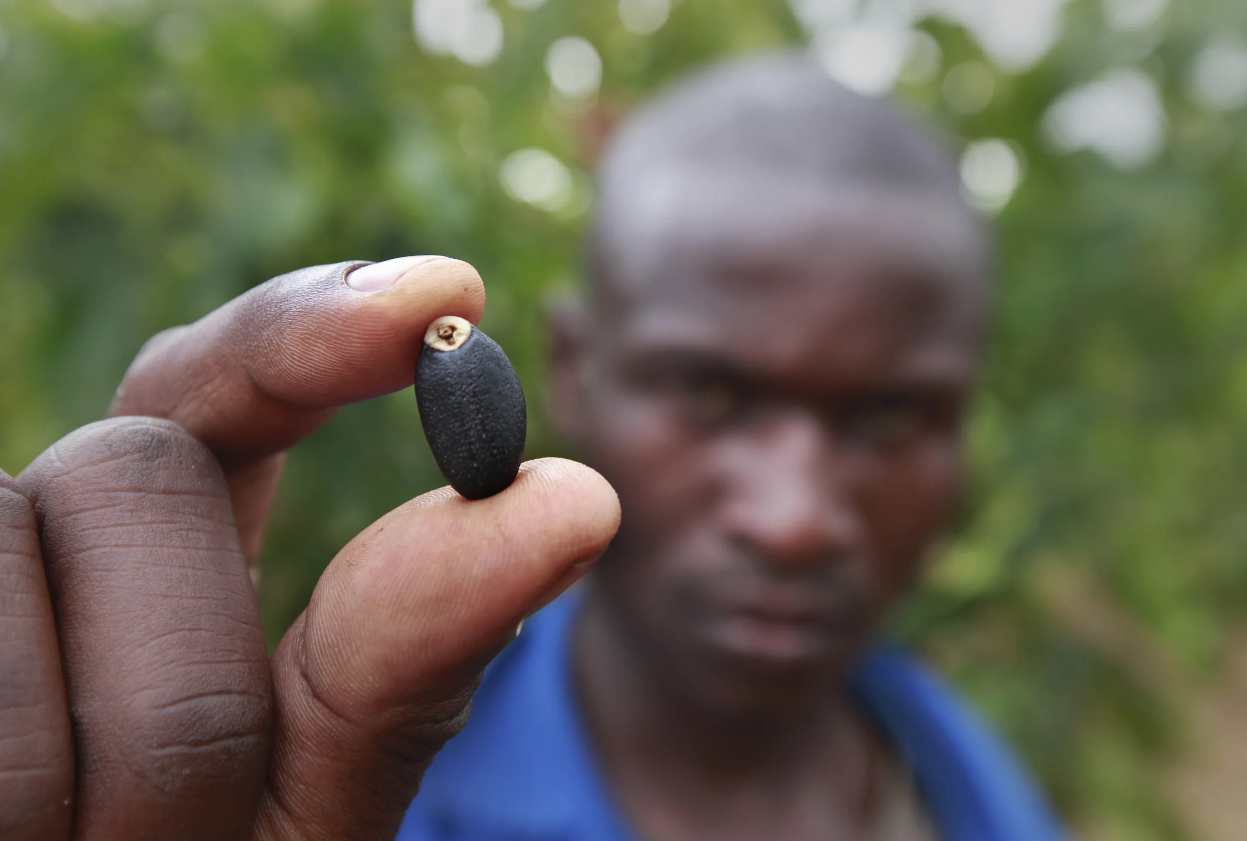  The kernel of bio-fuel plant, Jatropha, being cultivated on a former tobacco estate in north-western Mozambique by the British company, 'Sun bio-fuels'. June 2010. 