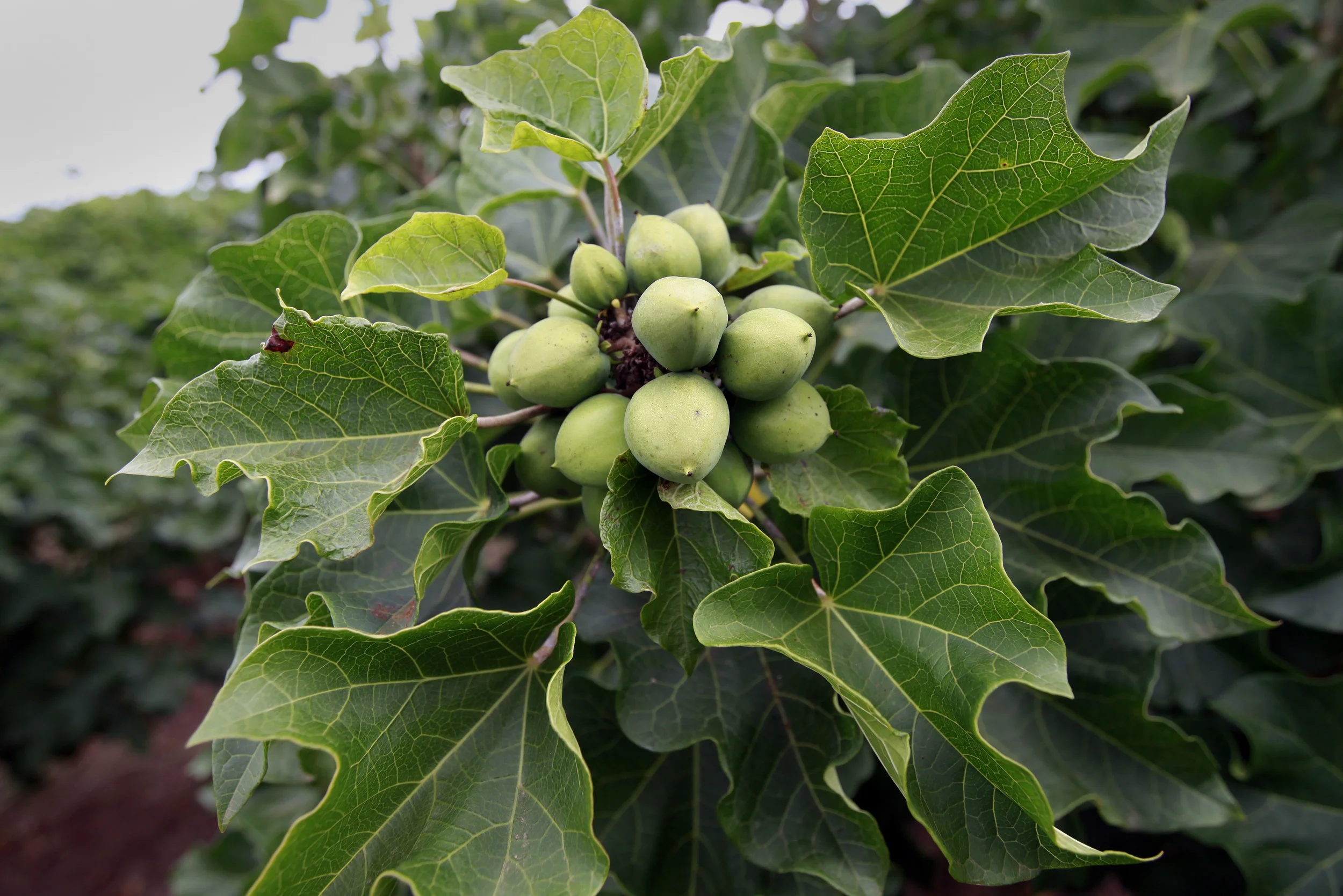  The bio-fuel plant, Jatropha, being cultivated on a former tobacco estate in north-western Mozambique by the British company, 'Sun bio-fuels'. June 2010. 