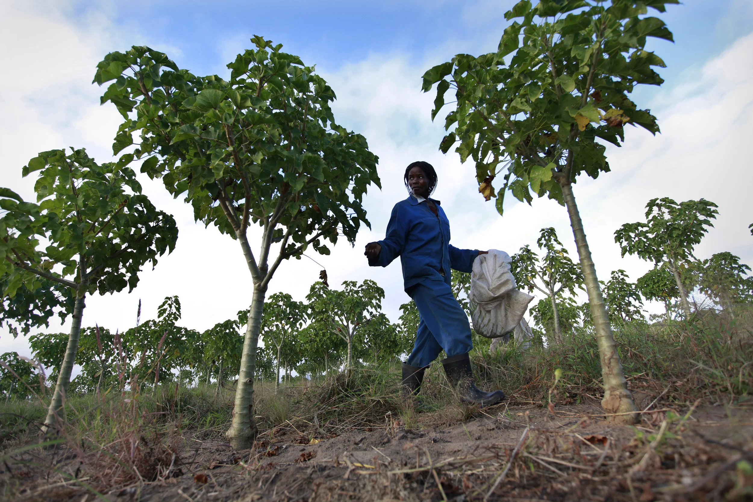  The bio-fuel plant, Jatropha, being cultivated on a former tobacco estate in north-western Mozambique by the British company, 'Sun bio-fuels'. June 2010. 