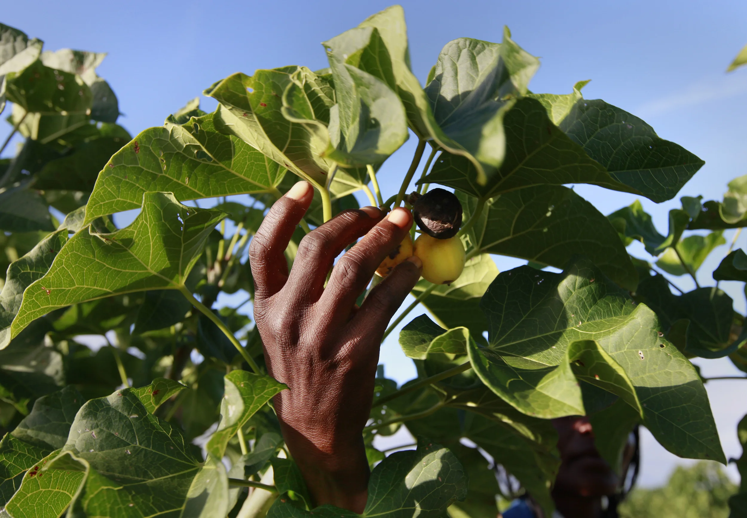  The bio-fuel plant, Jatropha, being cultivated on a former tobacco estate in north-western Mozambique by the British company, 'Sun bio-fuels'. June 2010. 
