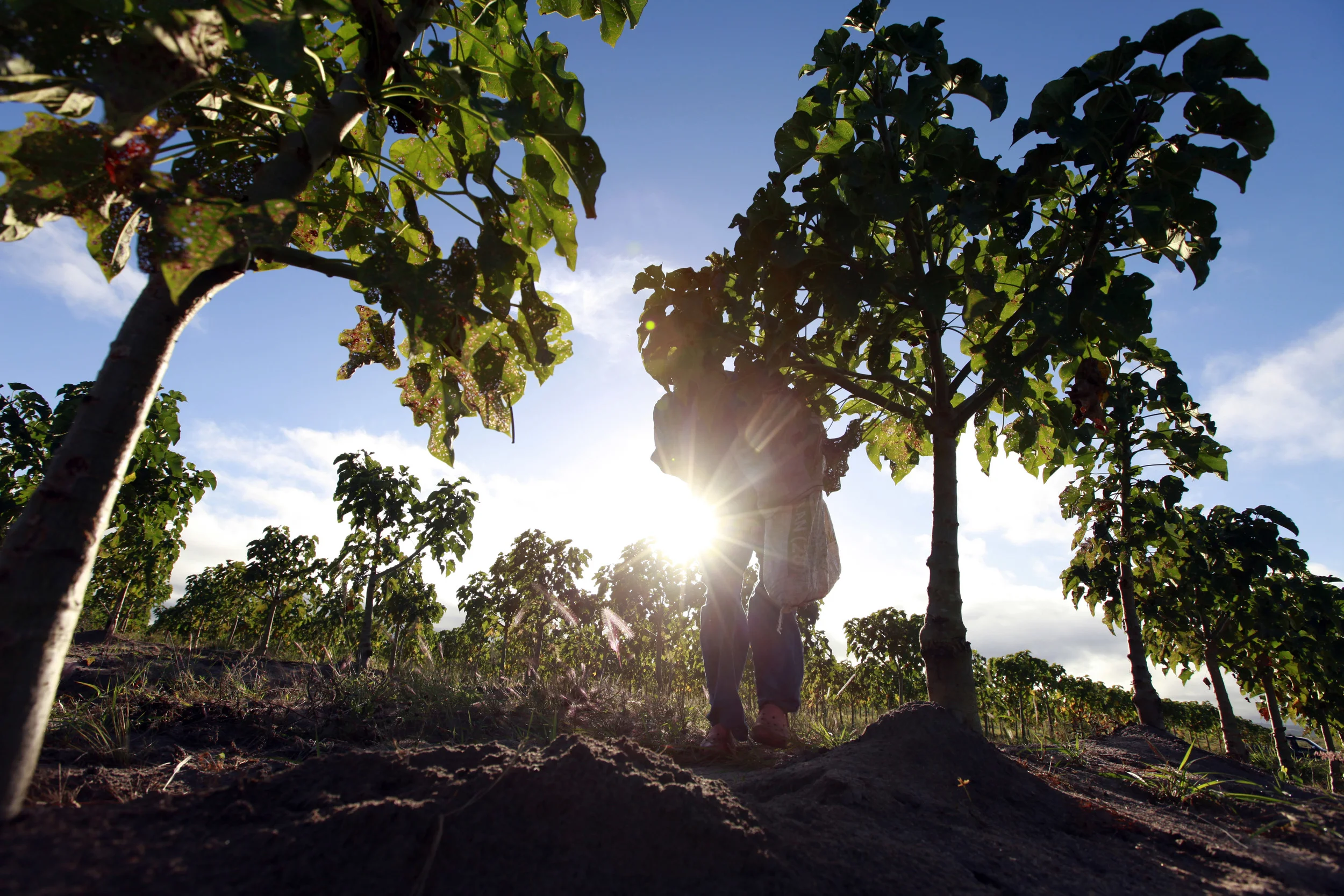  The bio-fuel plant, Jatropha, being cultivated on a former tobacco estate in north-western Mozambique by the British company, 'Sun bio-fuels'. June 2010. 