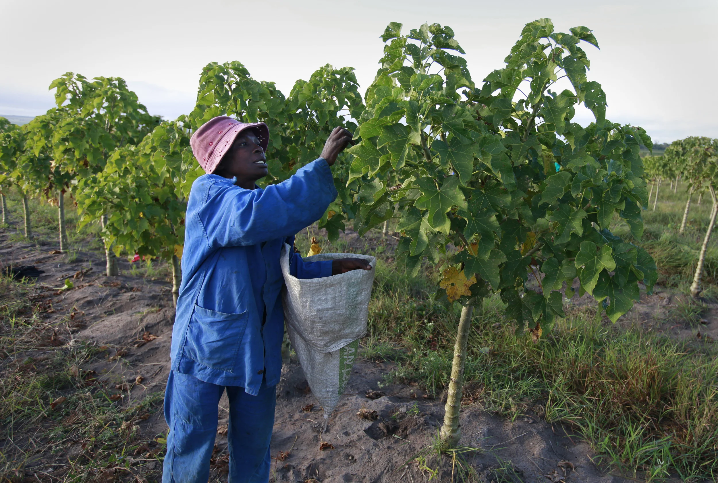  The bio-fuel plant, Jatropha, being cultivated on a former tobacco estate in north-western Mozambique by the British company, 'Sun bio-fuels'. June 2010. 