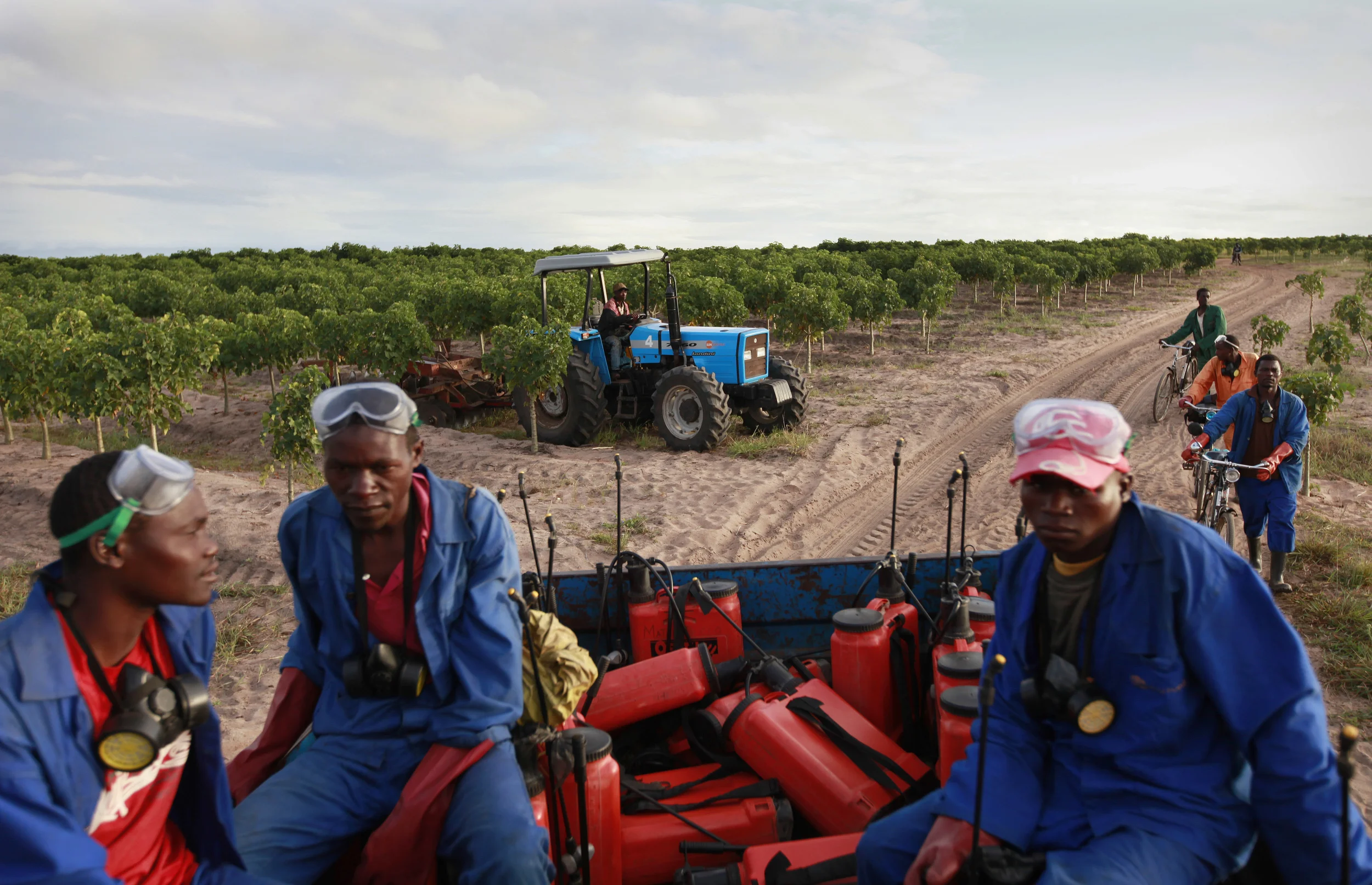  Workers on a Jatropha plantation, on a former tobacco estate in north-western Mozambique for the British company, 'Sun bio-fuels'. June 2010. 