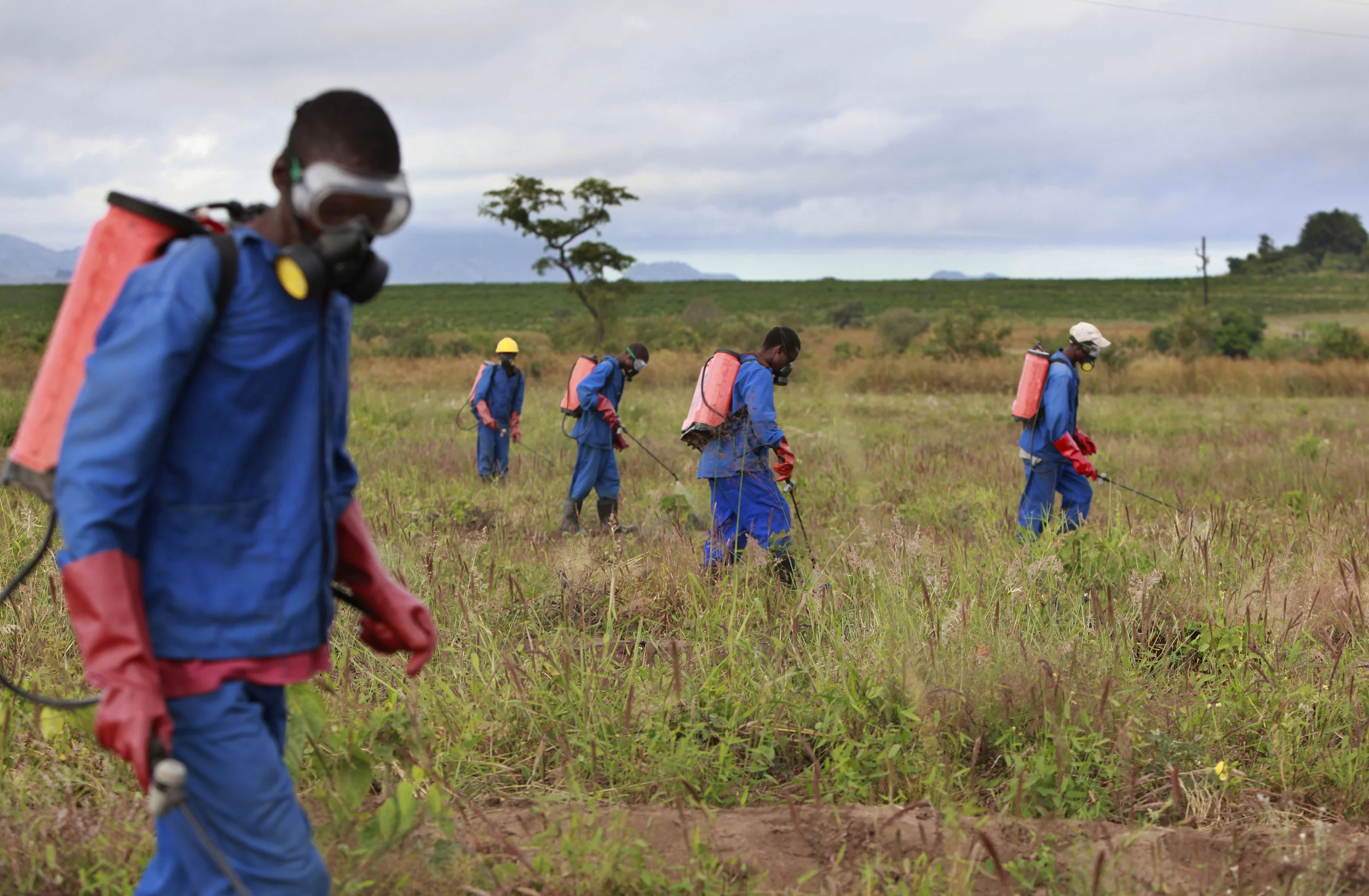  Workers on a Jatropha plantation, on a former tobacco estate in north-western Mozambique for the British company, 'Sun bio-fuels'. June 2010. 
