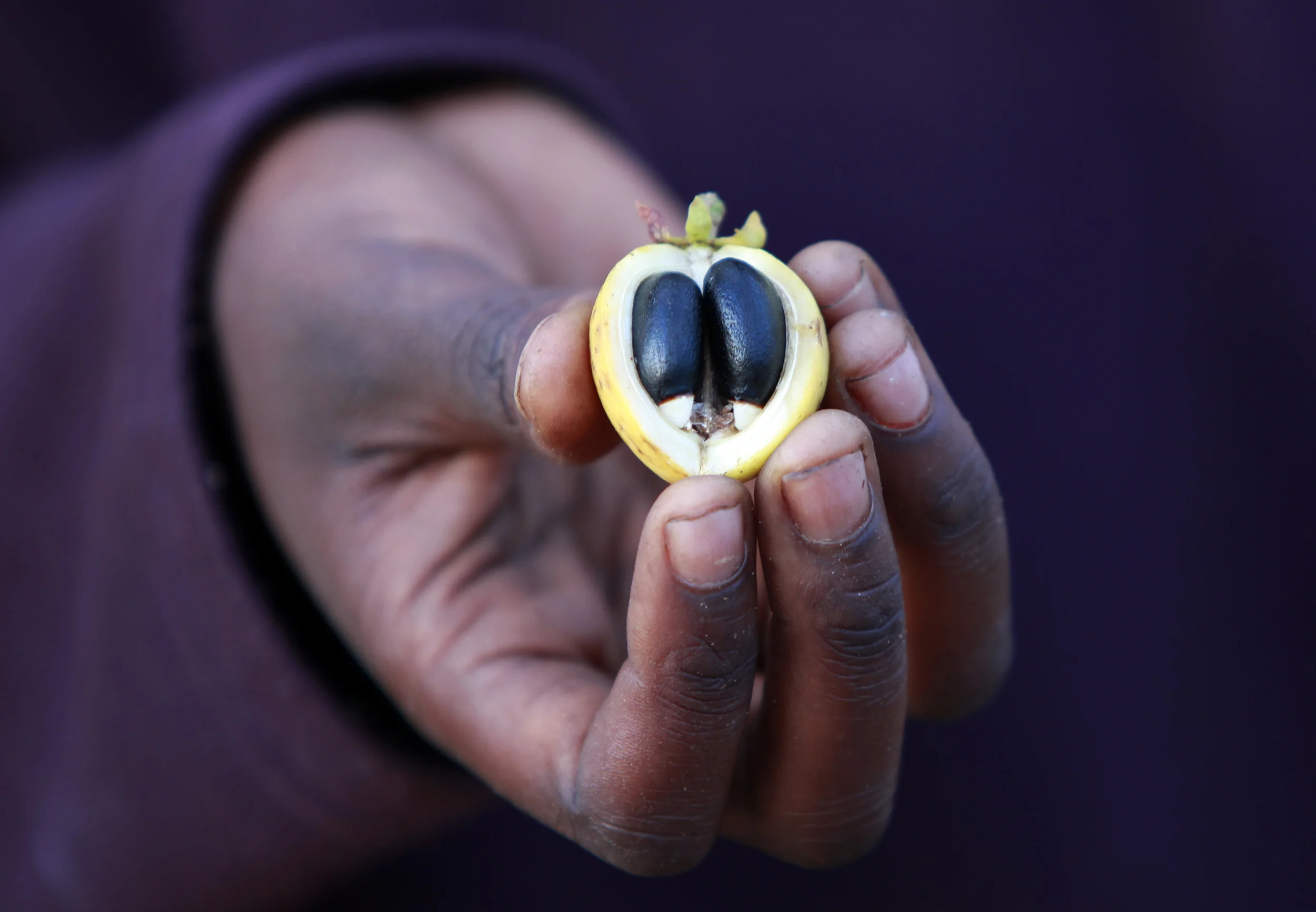  The fruit of the Jatropha plant, growing on a former tobacco estate in north-western Mozambique by the British company, 'Sun bio-fuels'. June 2010. 