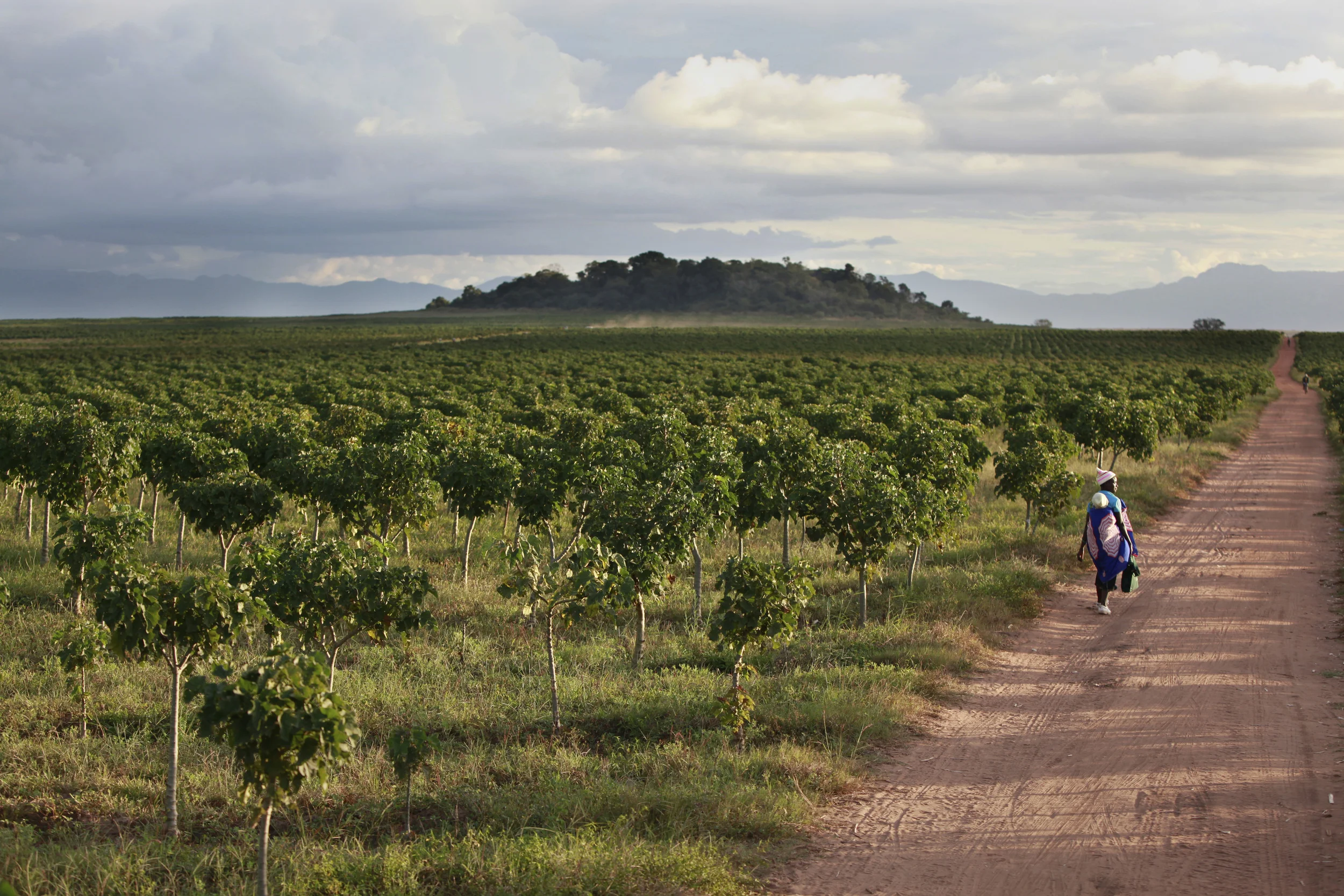  The bio-fuel plant, Jatropha, growing on a former tobacco estate in north-western Mozambique by the British company, 'Sun bio-fuels'. June 2010. 