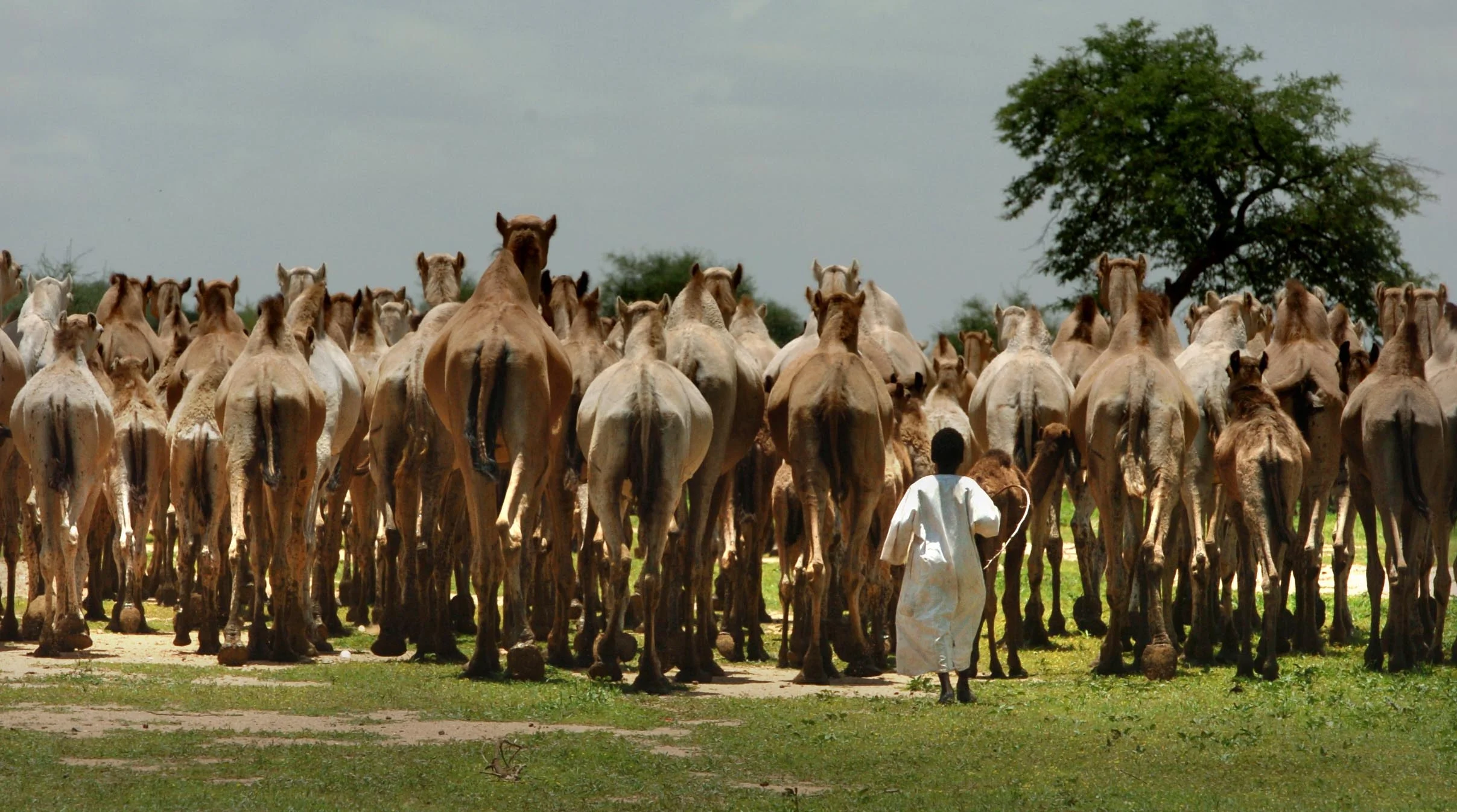  Young camel herder, Darfur. &nbsp;August, 2004. 
