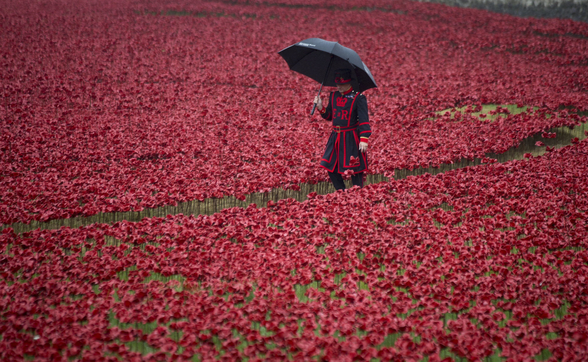 A Yeoman Warder, in the rain, walks through some of the 888,246 porcelain poppies at the Tower of London. The poppies represent every soldier who died in the First World War between 1914 and 1918. October 2014