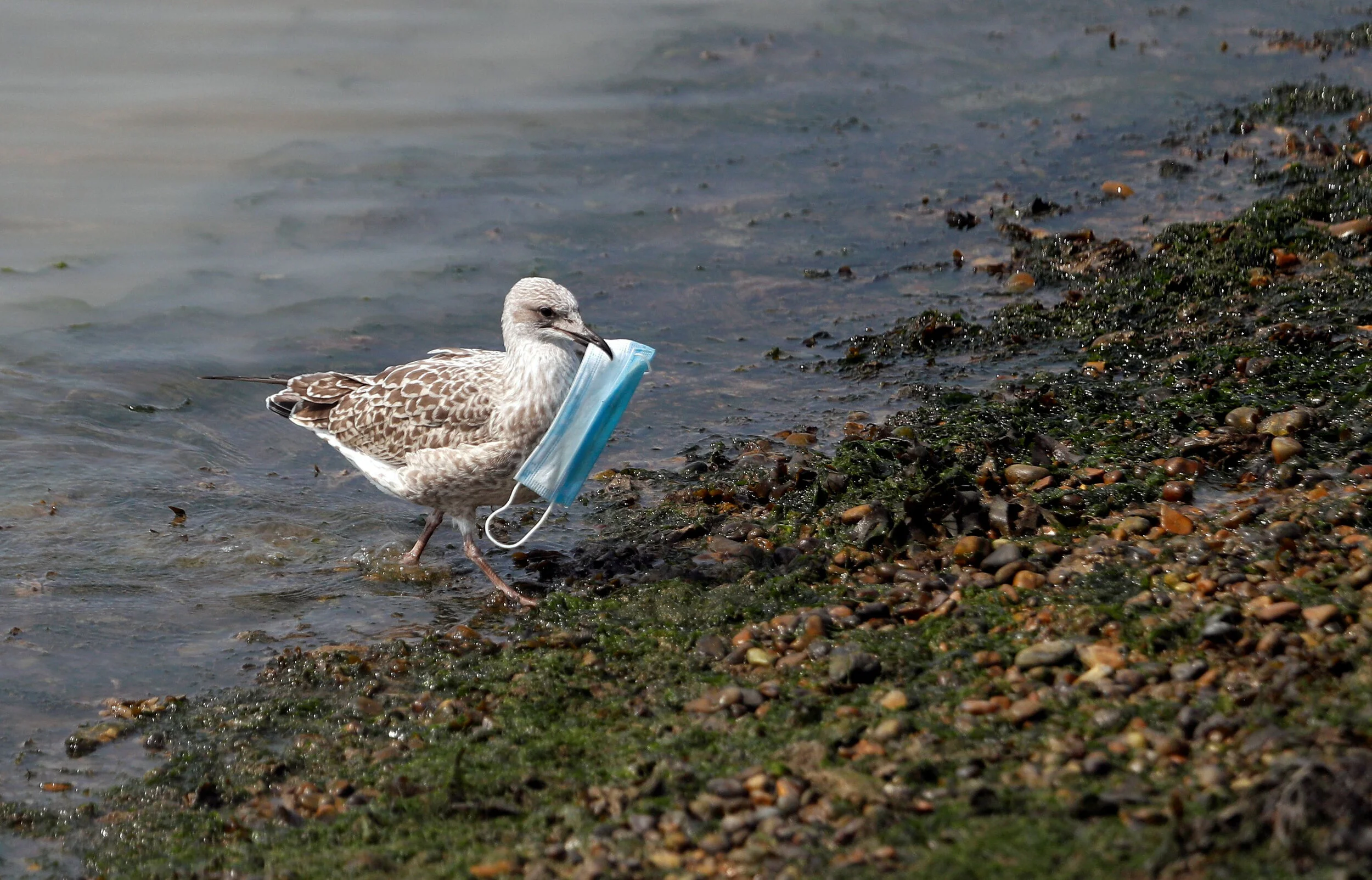  A seagull carries a protective face mask at the port of Dover, Britain, August 11, 2020 