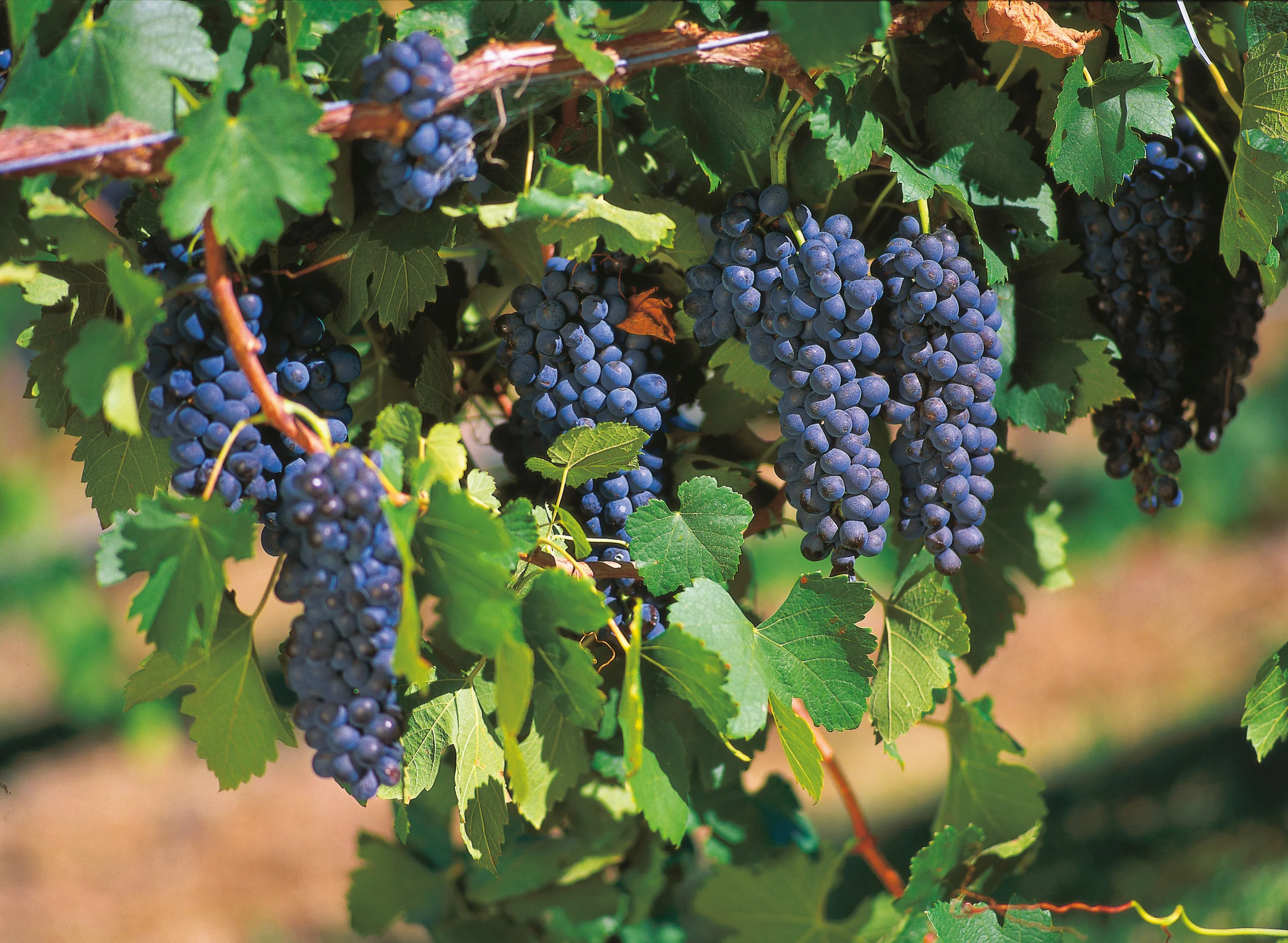 vineyard_website_small.jpg