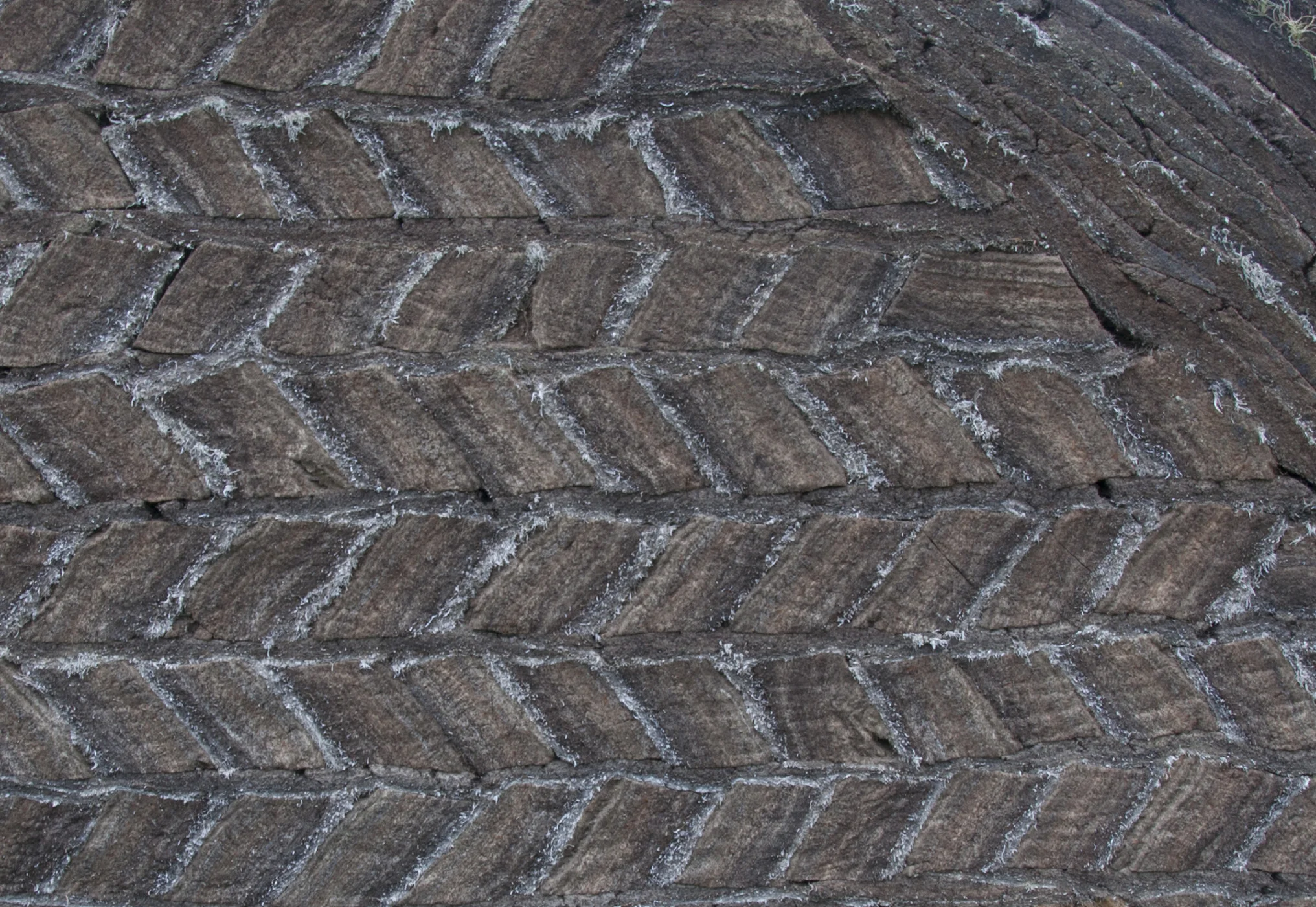 TURF_cover.jpg