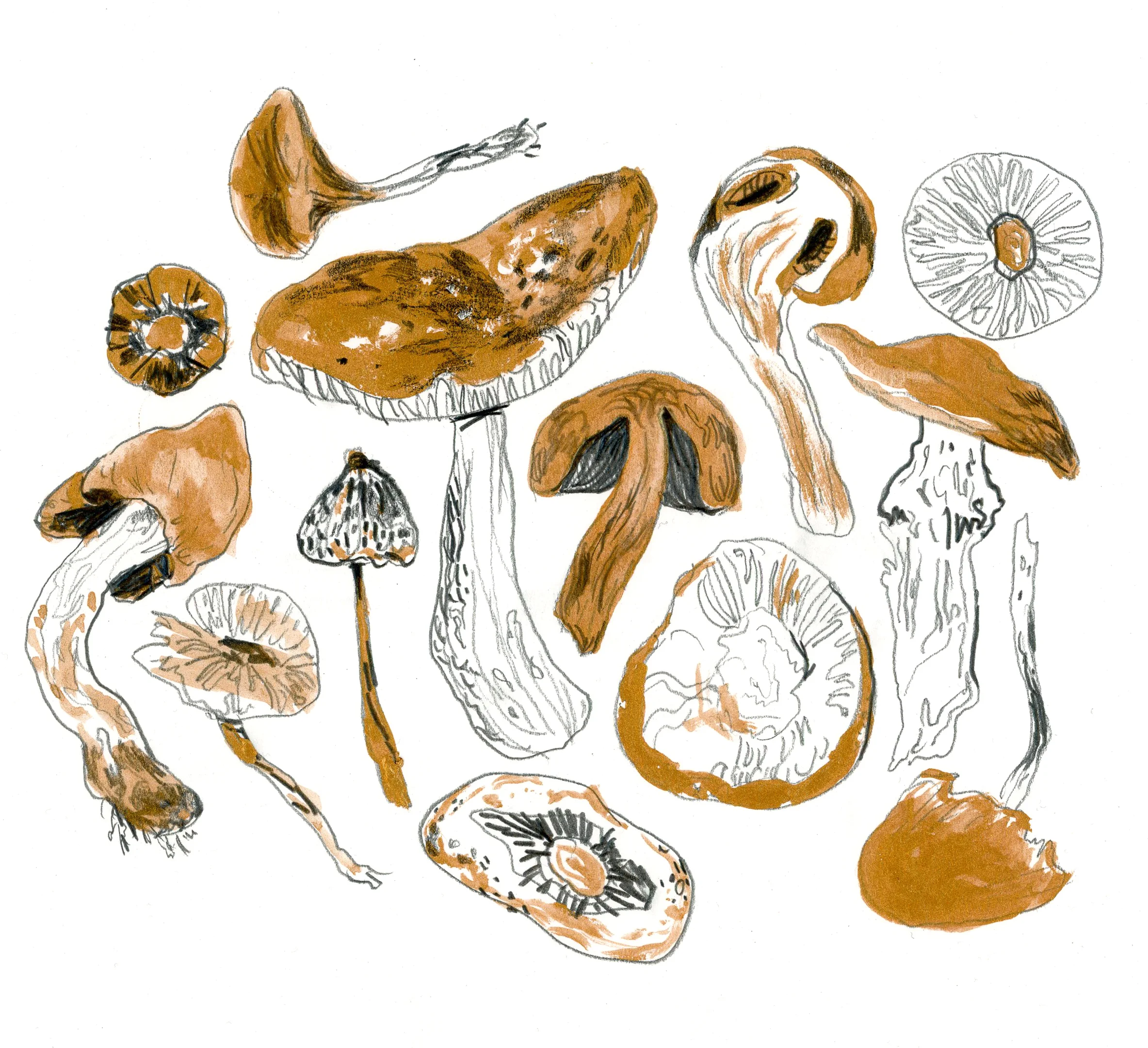 mushrooms