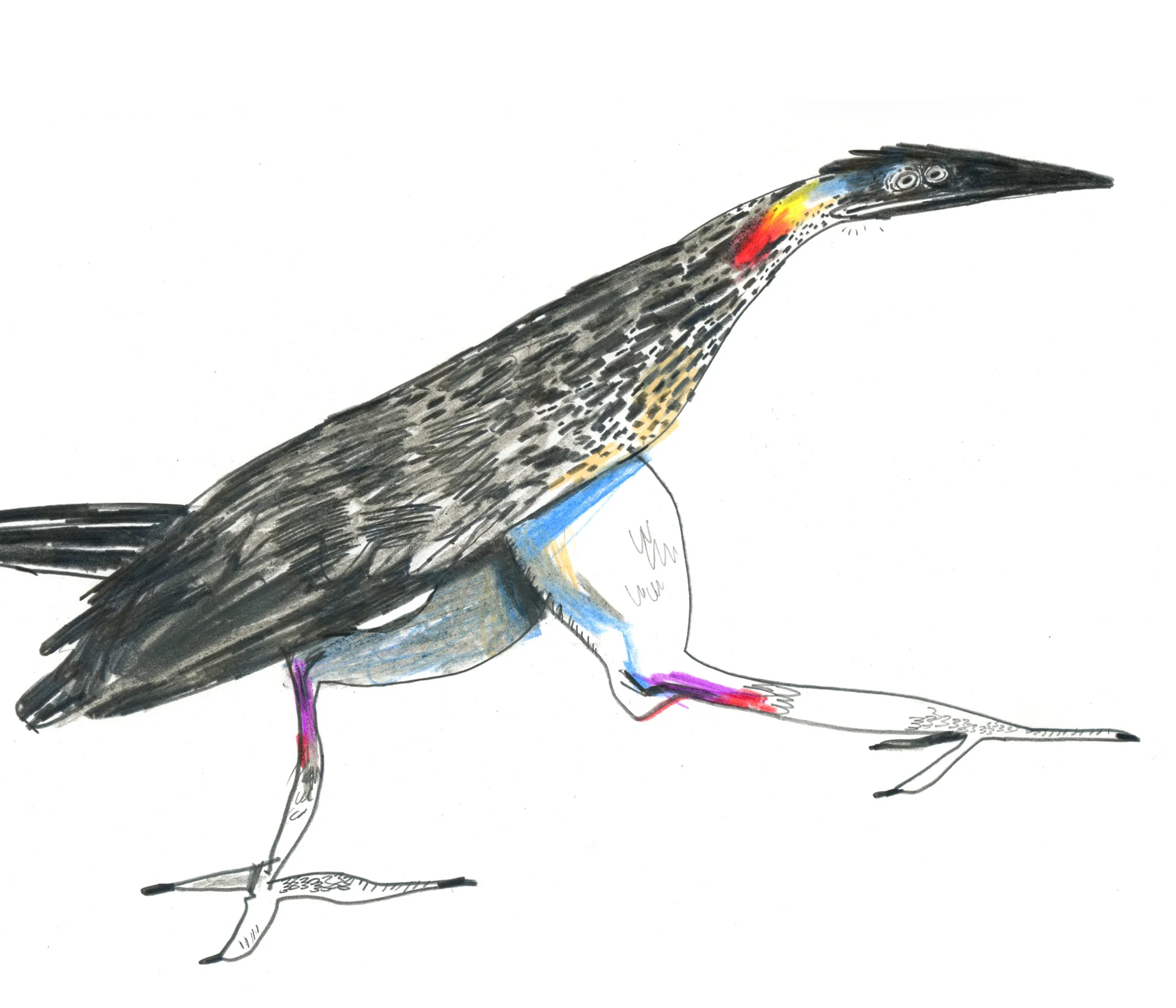 roadrunner