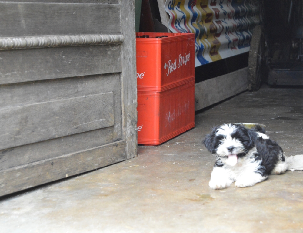 Jordan's puppy. Photo by Jesse Toth.