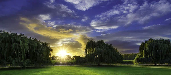 Vineyard Estate Sunrise