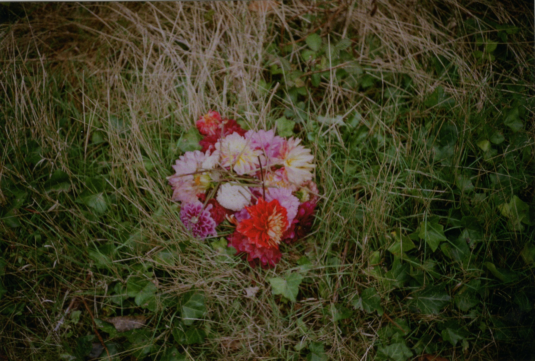 discarded dahlias.png