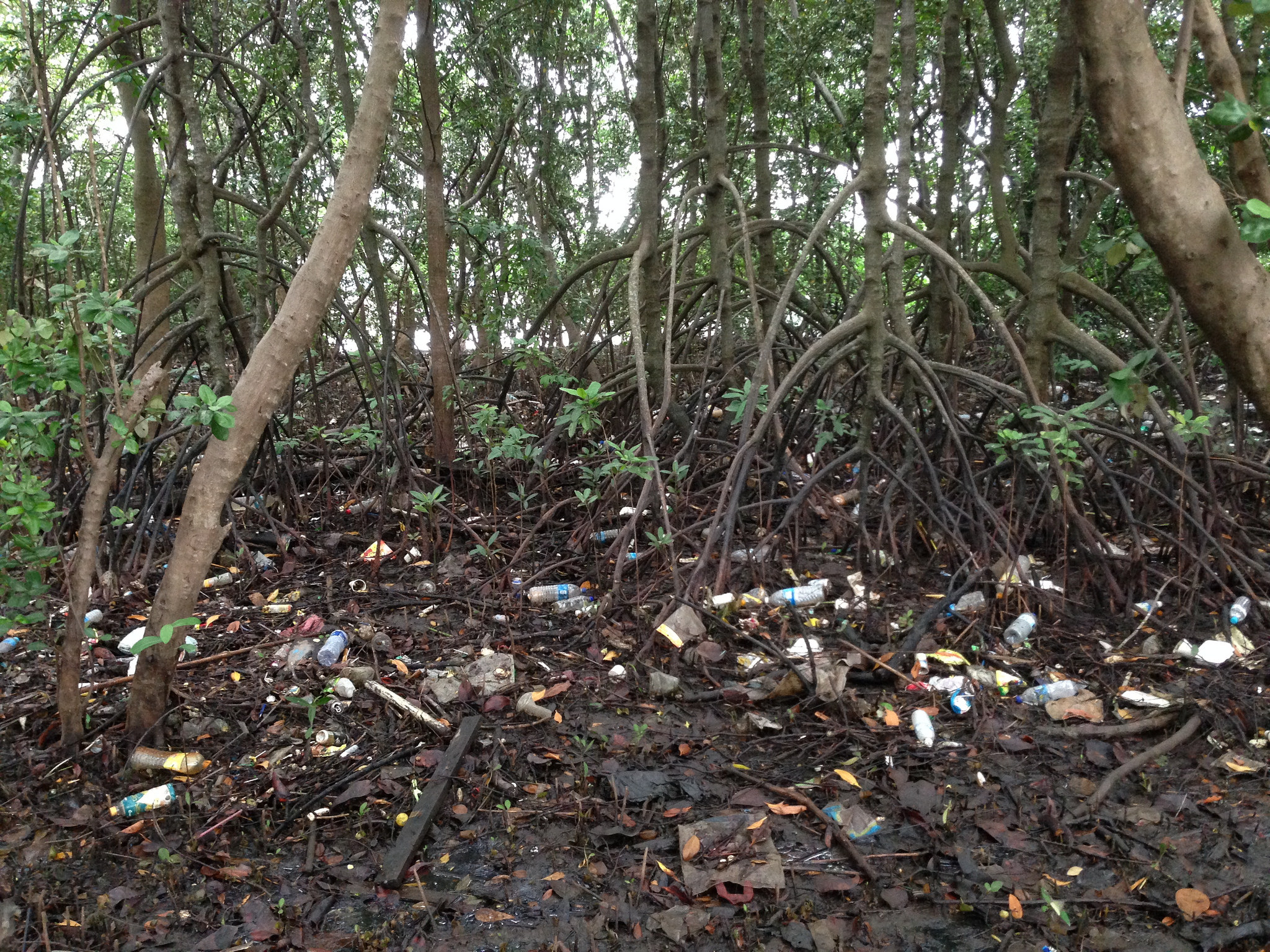 Singapore - Pandan Mangrove - 2-pollution.jpg