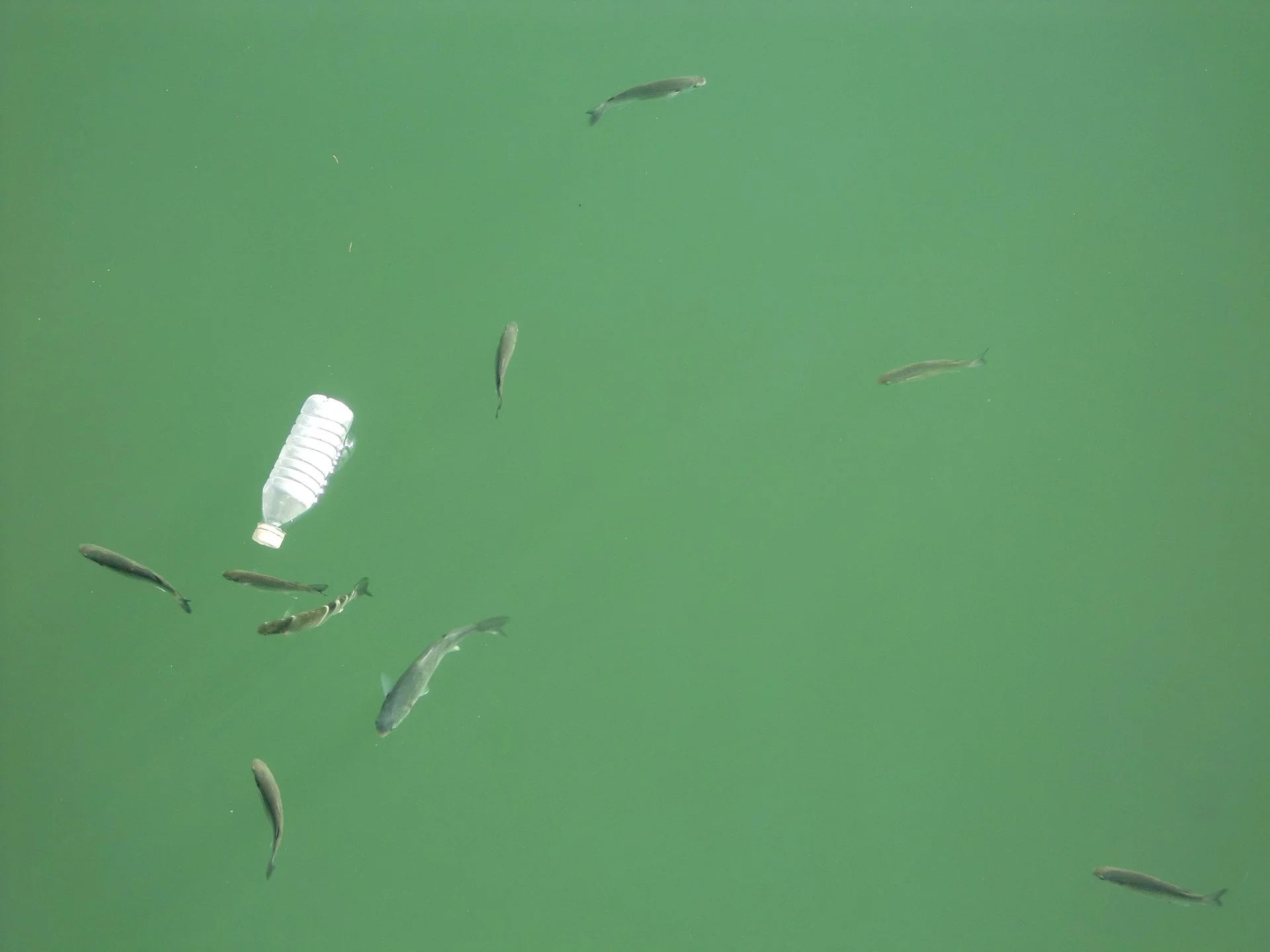 plastic bottle and fish -1663770_1920.jpg