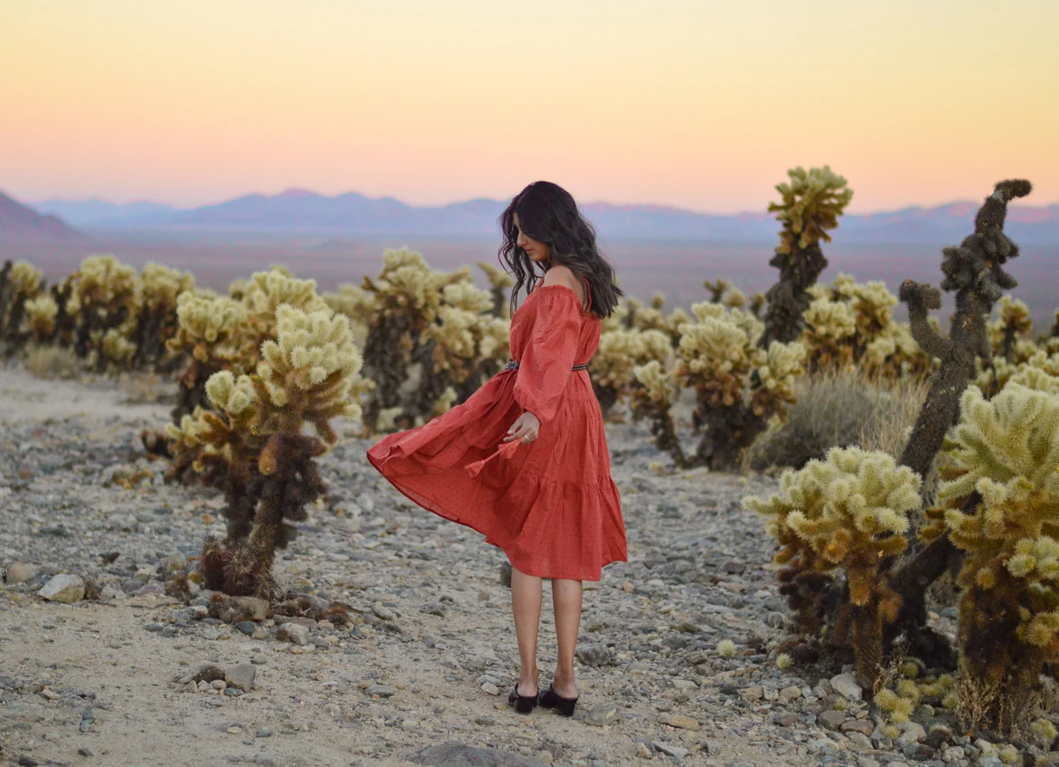 Sunset at Cholla Cactus Garden: Joshua Tree, California