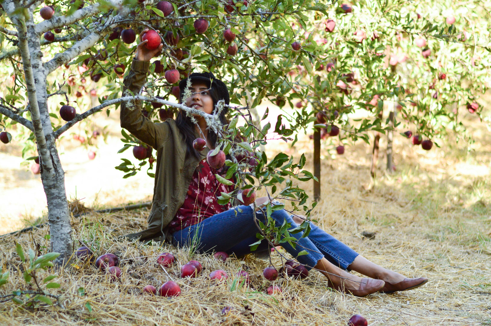 Apple Picking at Swanton Pacific Ranch