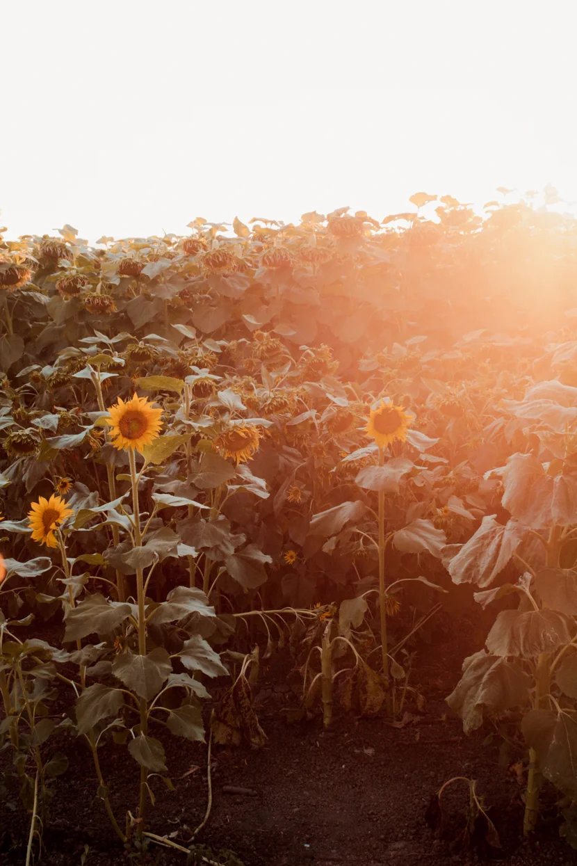 The Sunflower Fields of Dixon, California — Miss Minus Sized