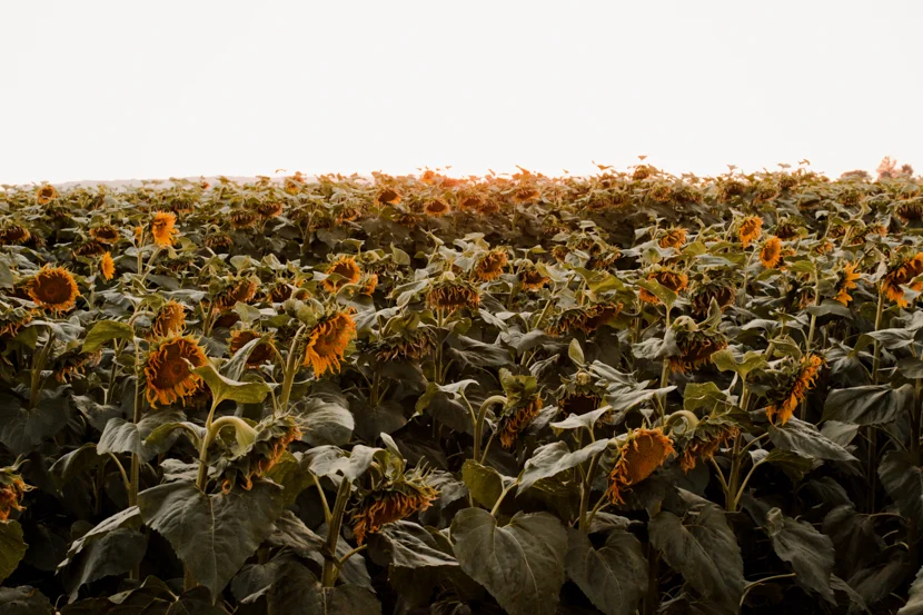 The Sunflower Fields of Dixon, California — Miss Minus Sized