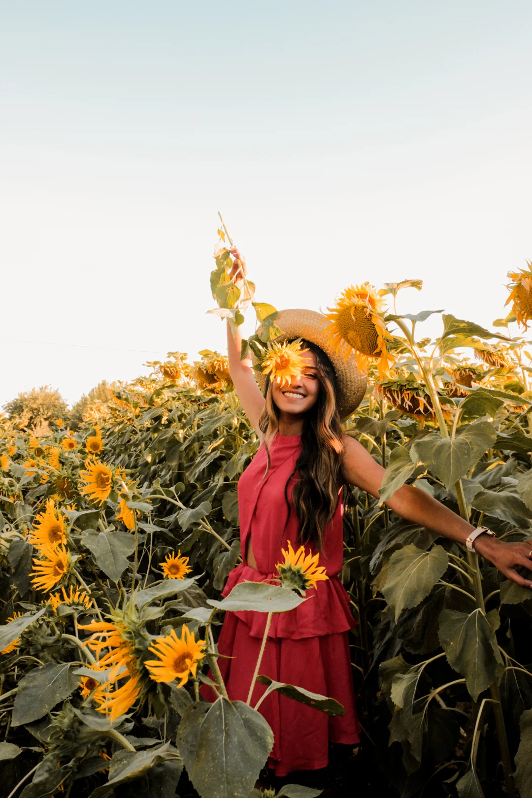 The Sunflower Fields of Dixon, California
