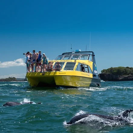 Dolphin Discovery Poster.jpg