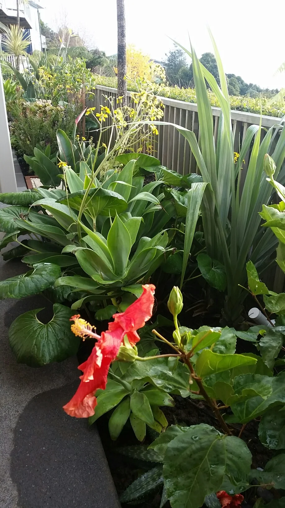 Garden 2.jpg