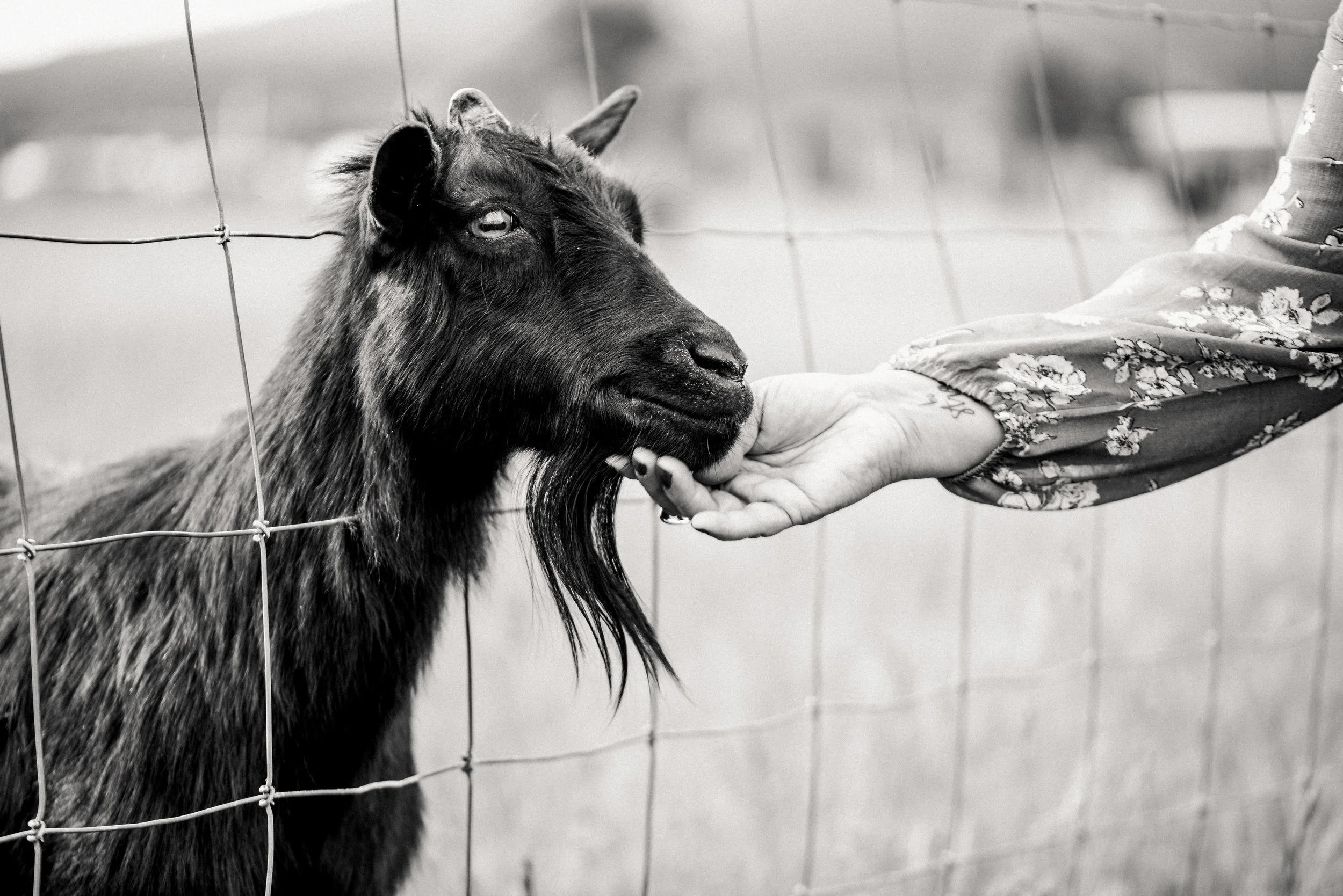 AshCaitPhoto-138.jpg