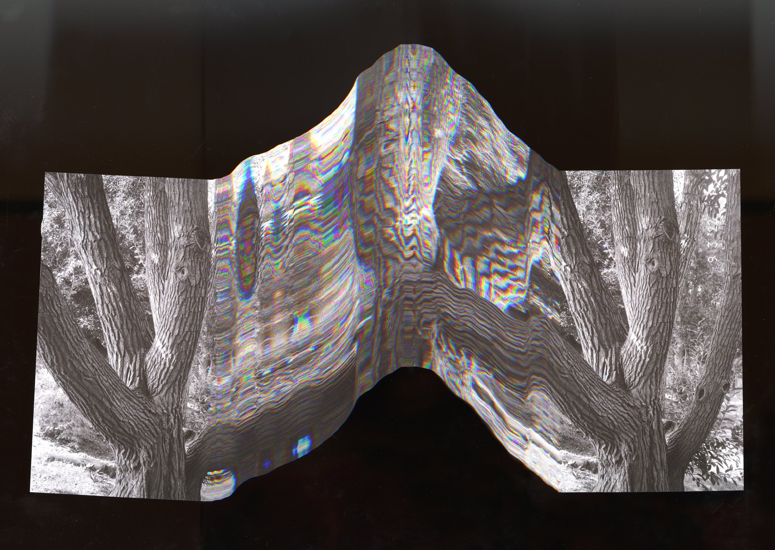MountainsTree_15.5x113.jpg
