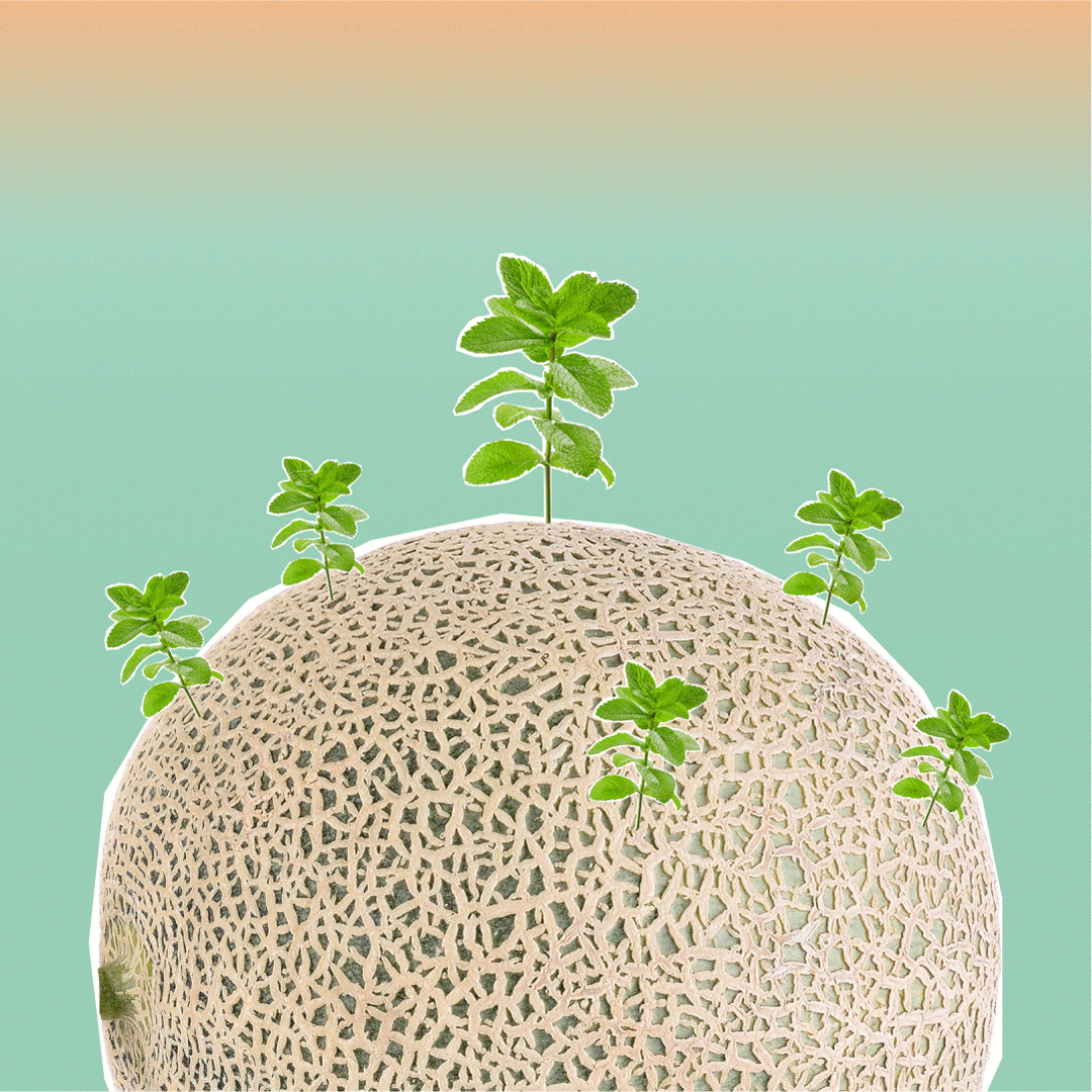 CantaloupeMint_3.gif