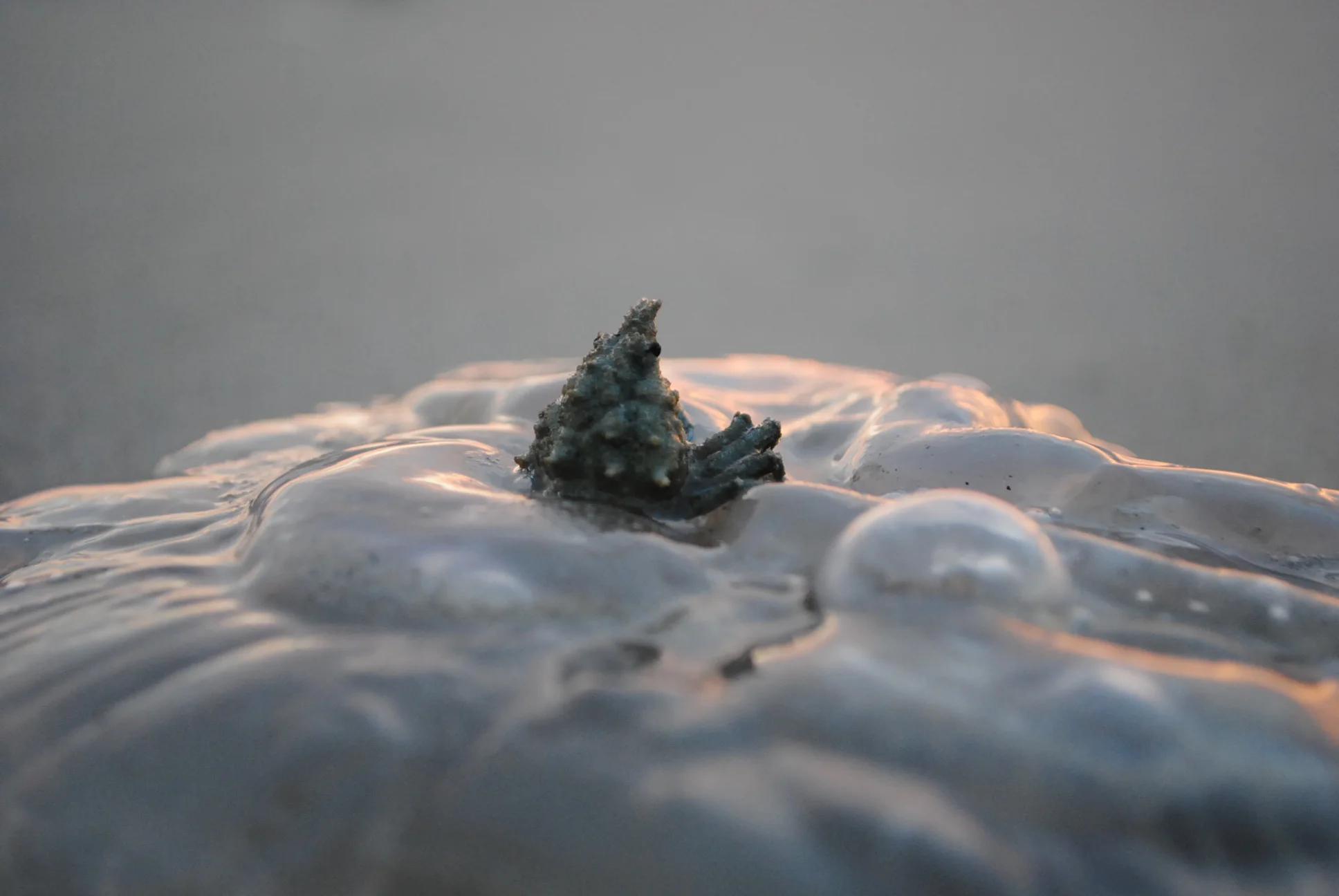 North Carolina, 2011