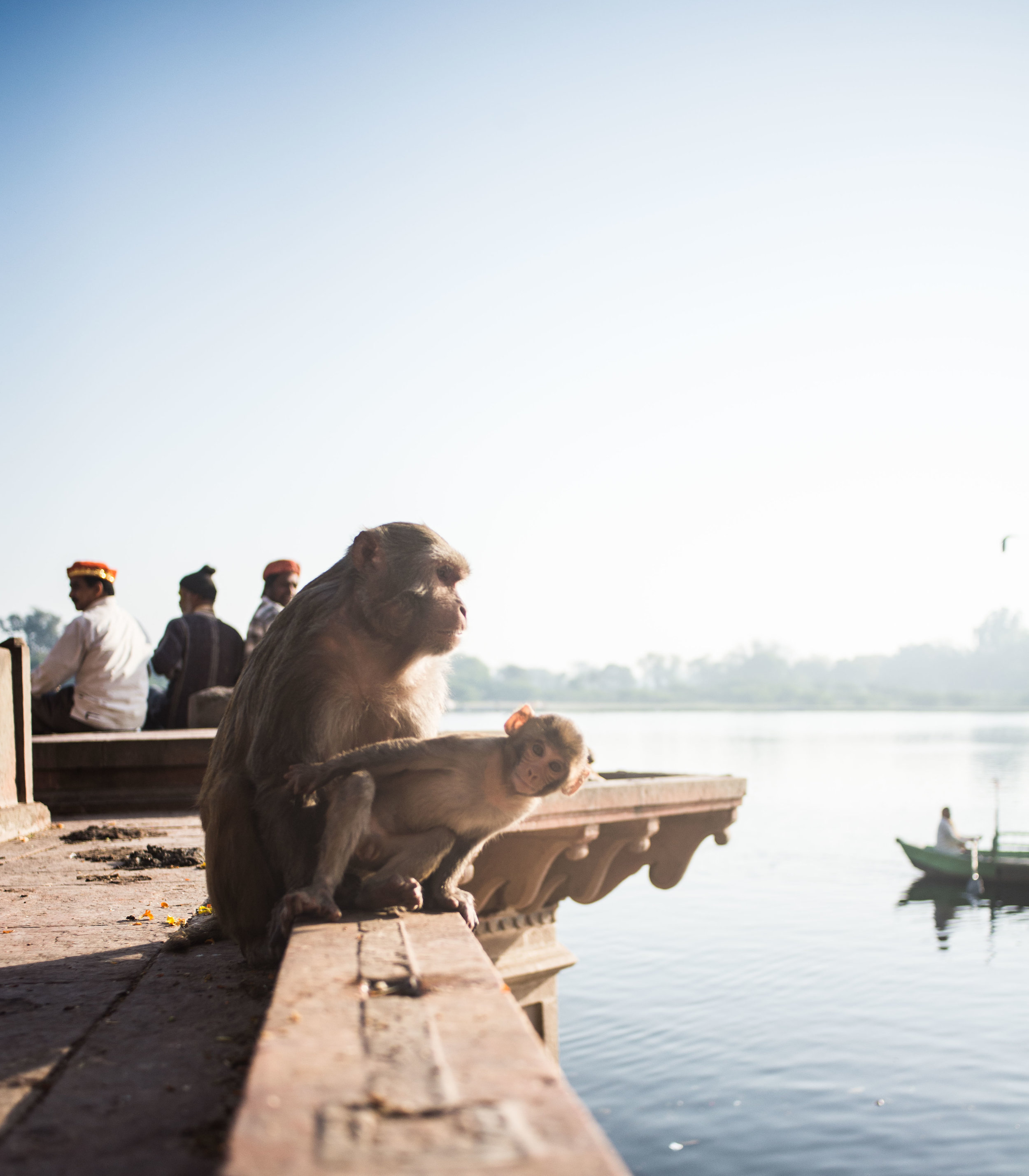 A Curious Monkey at a Ghat