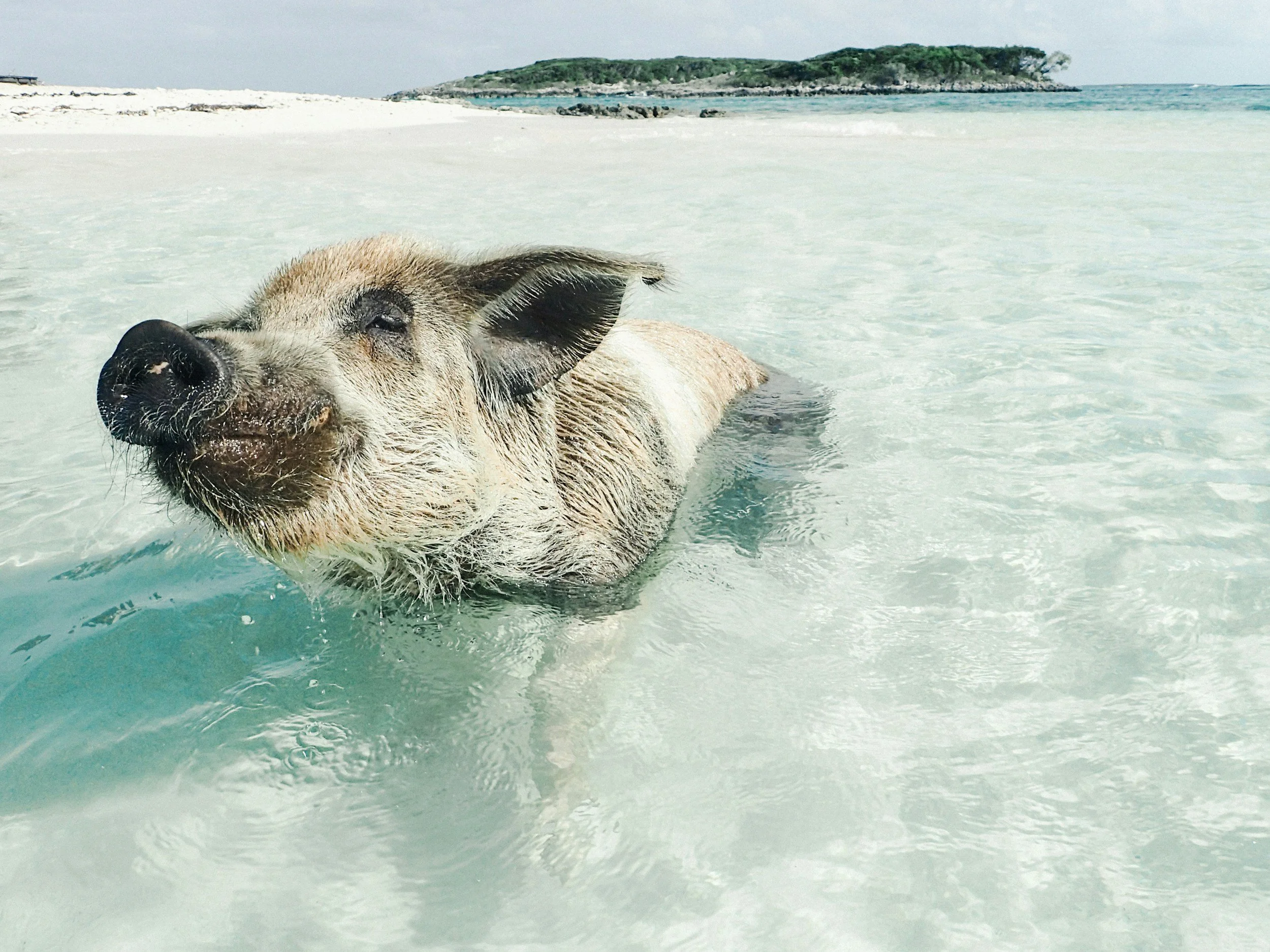 Suzanne’s story: When indulging others leads to Spoilt Pig Syndrome