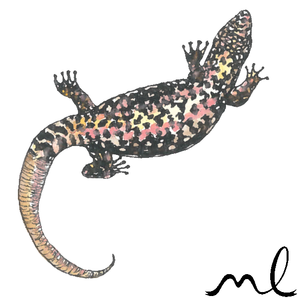 pink-lizzie.gif