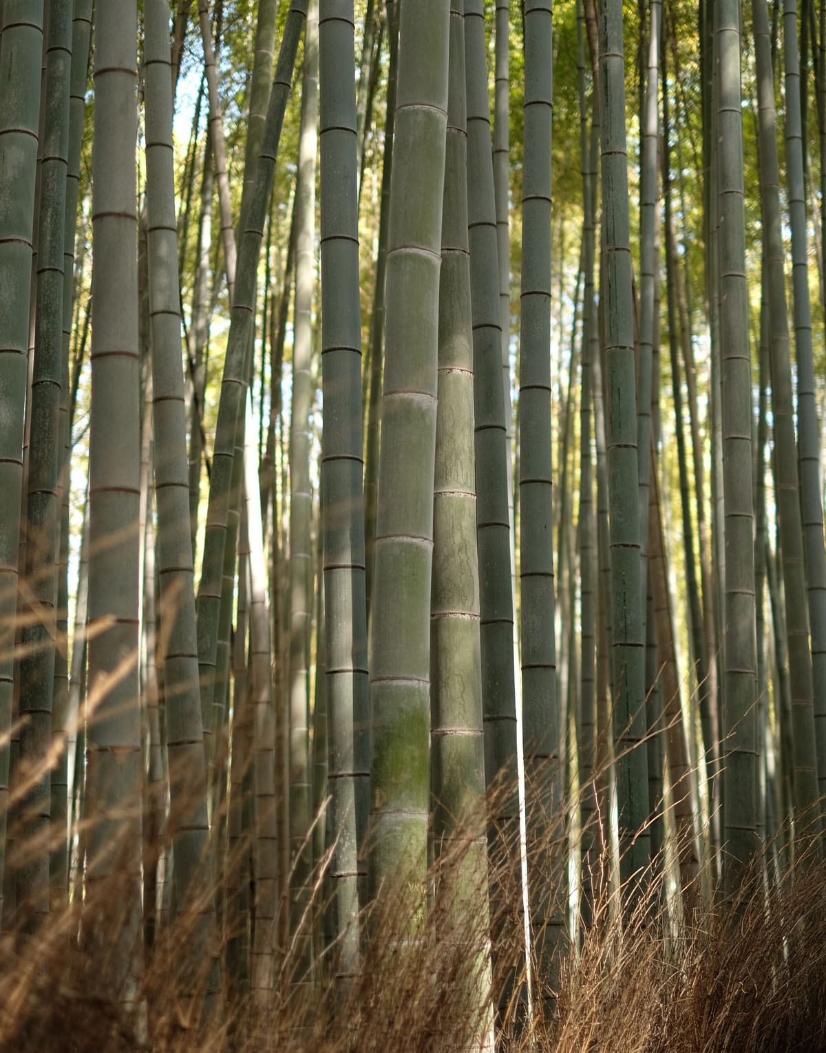  Arashiyama Bamboo Grove, Kyoto 