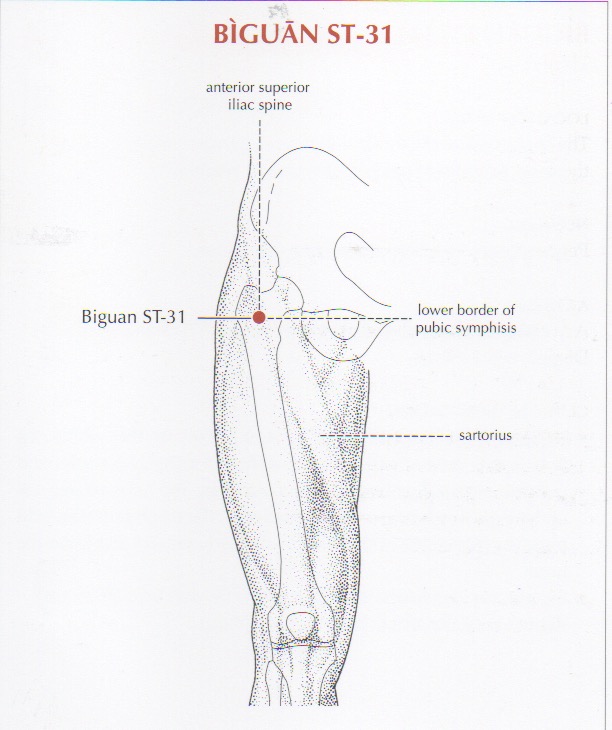 ST 31 is an acupuncture point on the stomach meridian, used to treat knee pain that occurs in the front of the knee.