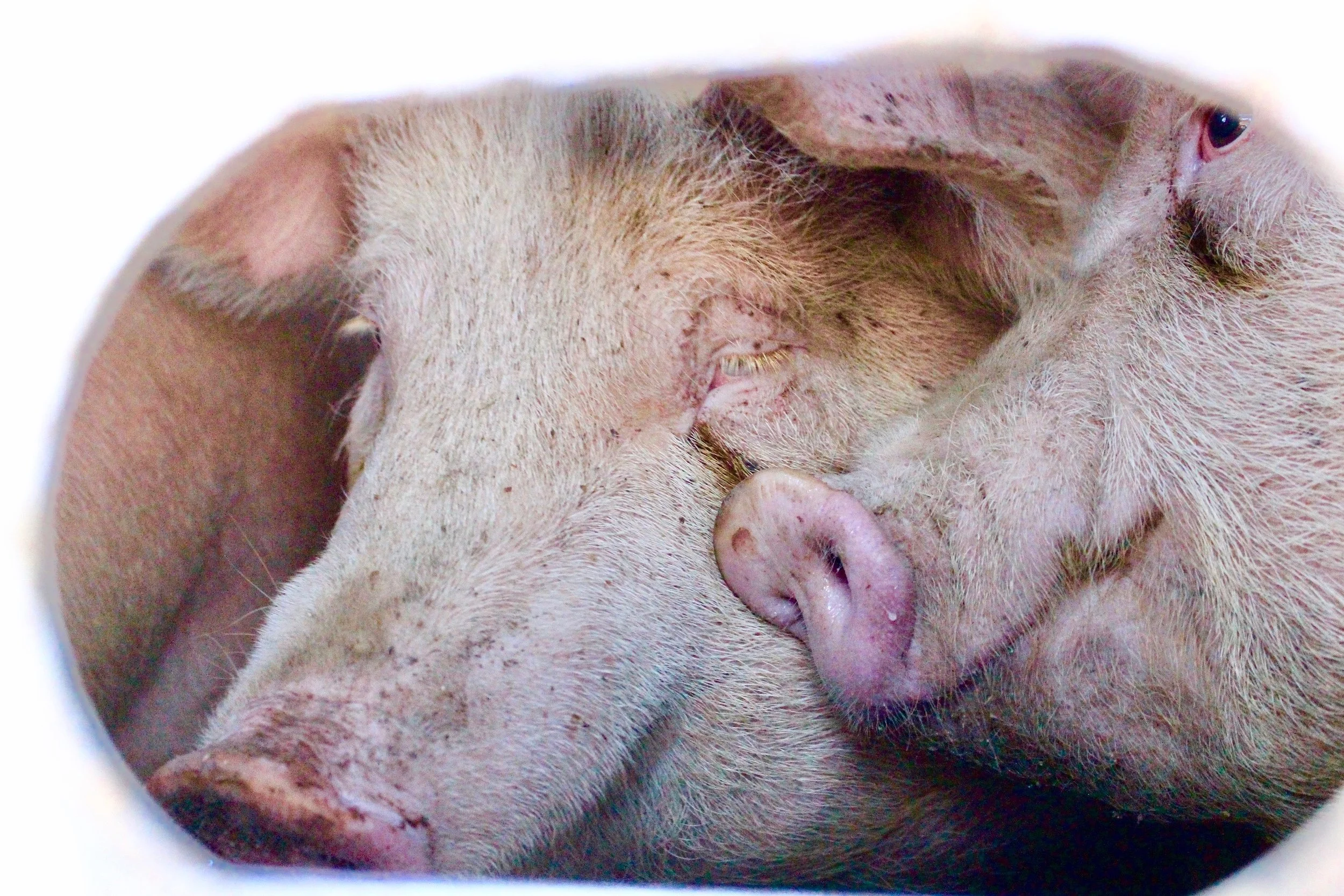 Pigs Rub Their Snouts Against My Nose