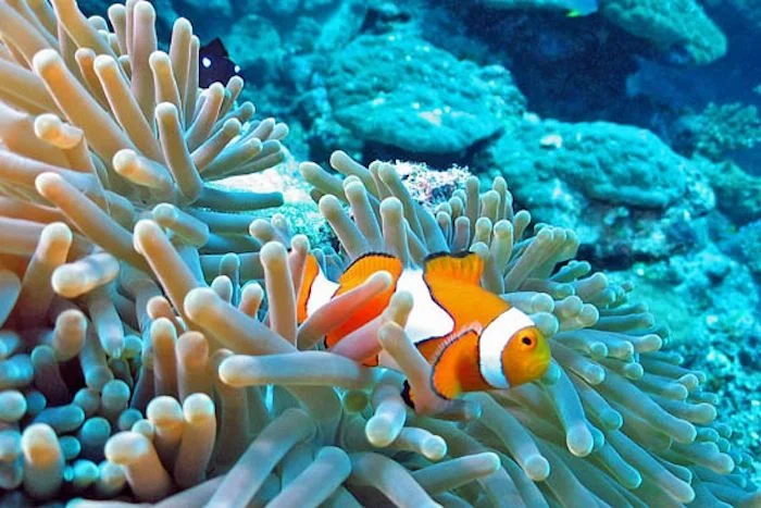 Anemonefish-52-700-550-80.jpg