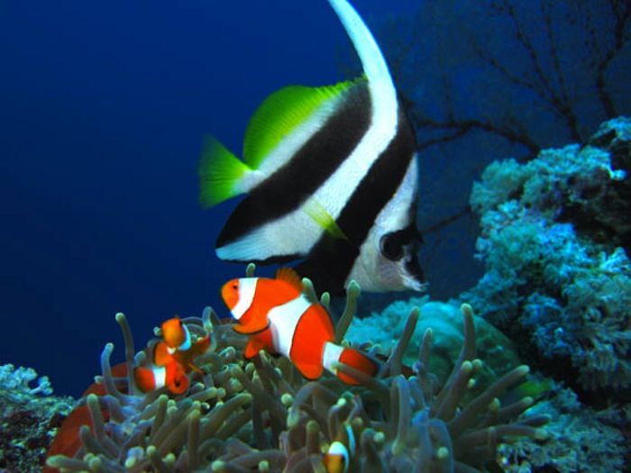 Anemonefish_and_bannerfish-51-700-550-80.jpg