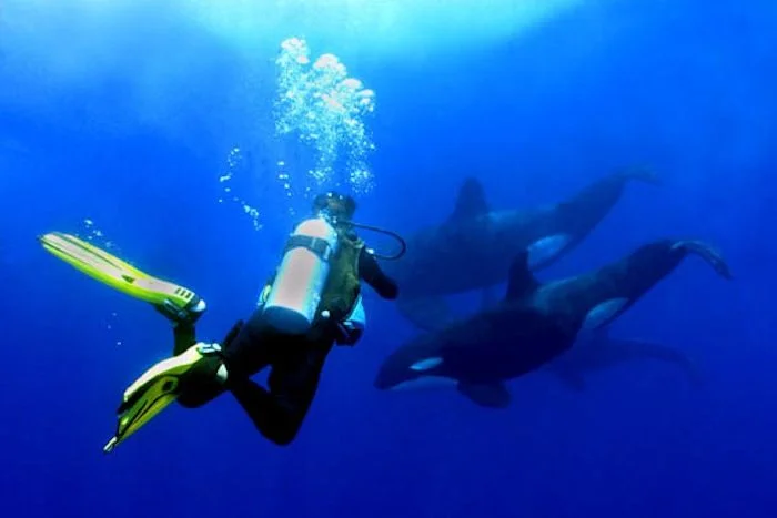 Jill_with_orcas-45-700-550-80.jpg